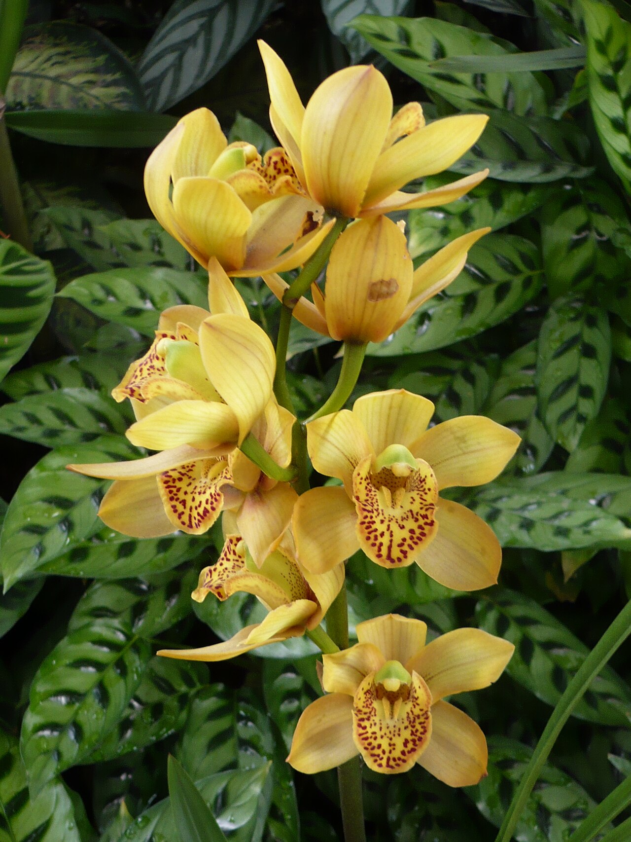 Imagem de referência de Orquídea, descrito nos dados abertos como plantas que compõem a família Orchidaceae