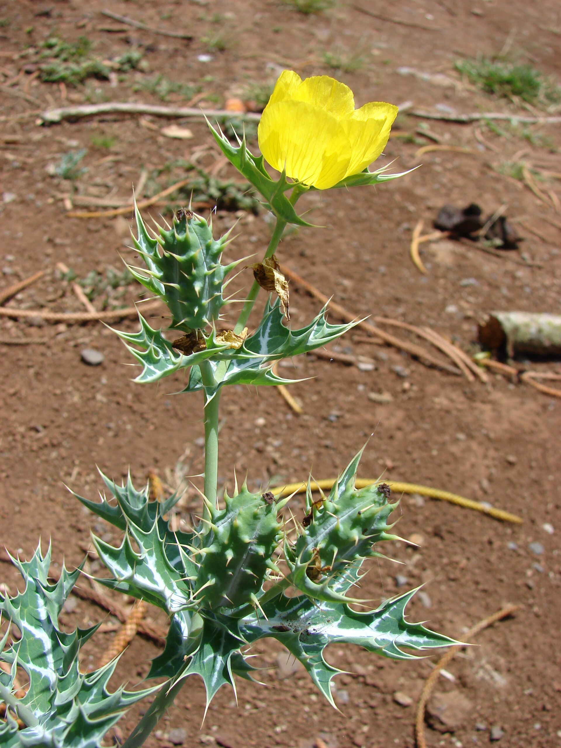 Imagem de referência relacionada a Trichocomaceae, item descrito como registro de referência sobre Trichocomaceae, organizado a partir de dados estruturados abertos