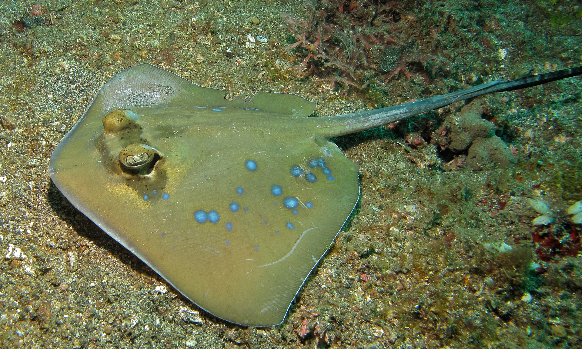 Imagem de referência relacionada a Neotrygon, item descrito como género de peixes