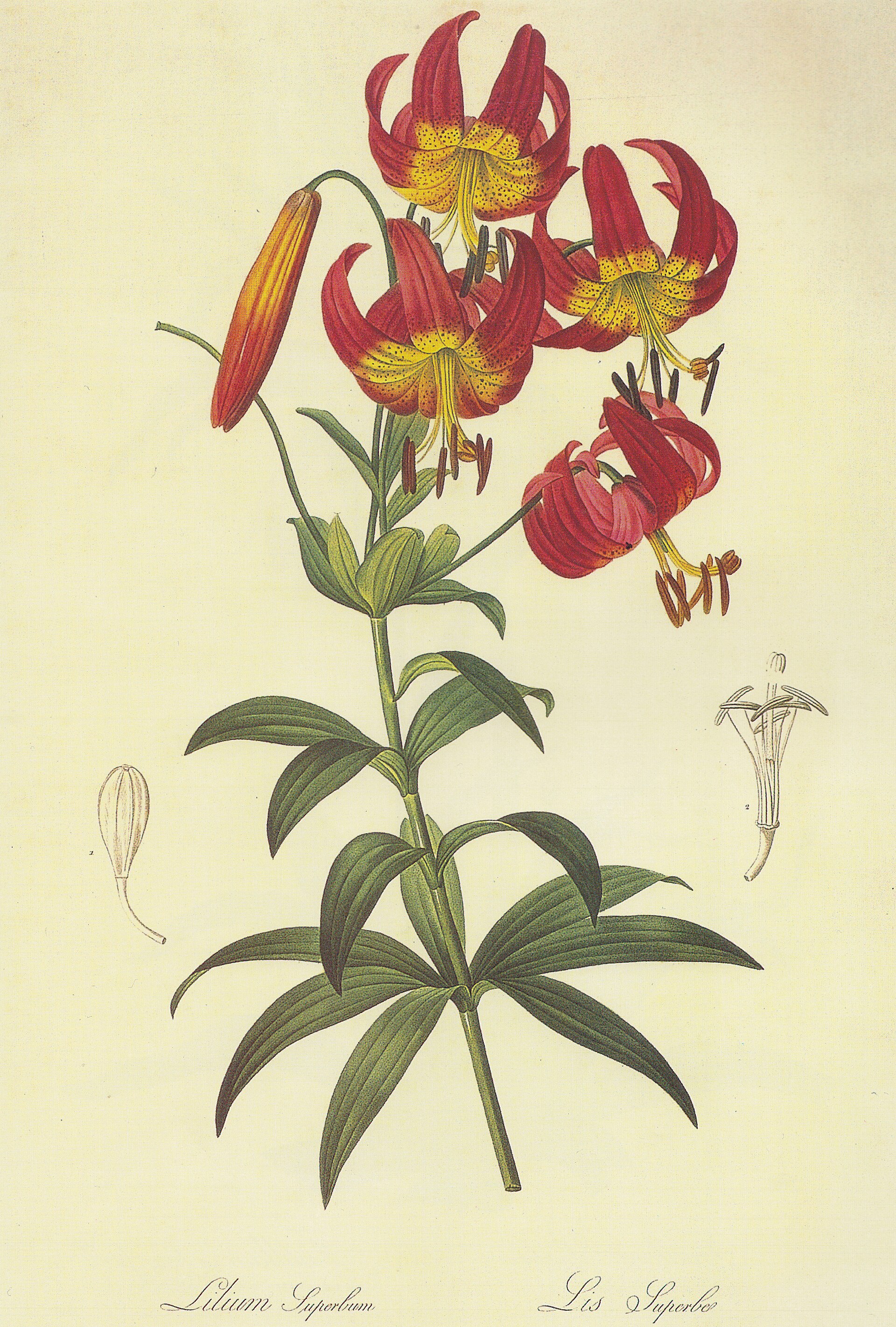Imagem de referência relacionada a Lilium superbum, item descrito como espécie de planta