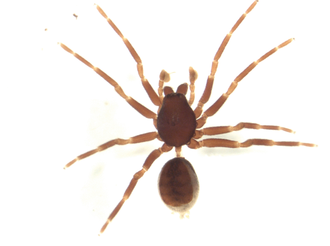 Imagem de referência relacionada a Orsolobidae, item descrito como família de aranhas