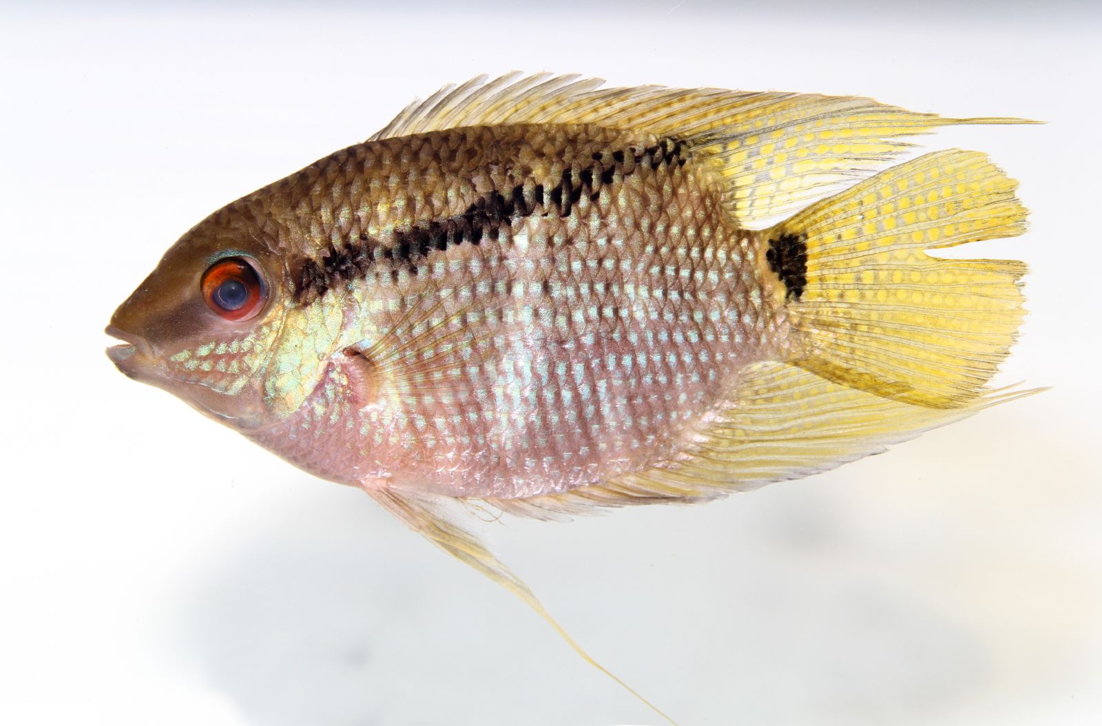 Imagem de referência relacionada a Mesonauta, item descrito como género de peixes