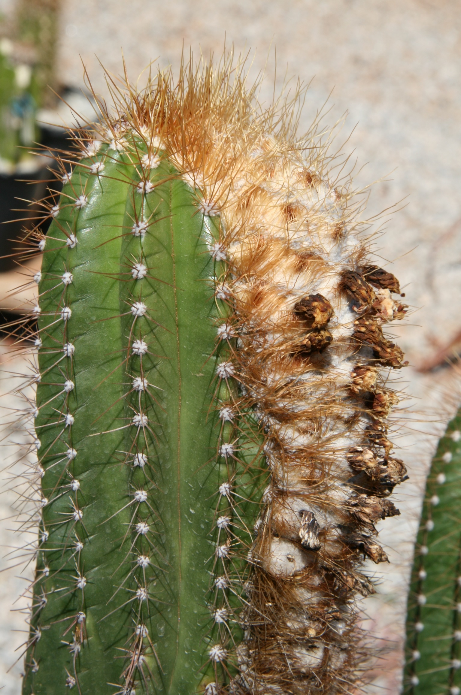 Imagem de referência relacionada a Coleocephalocereus, item descrito como género de plantas