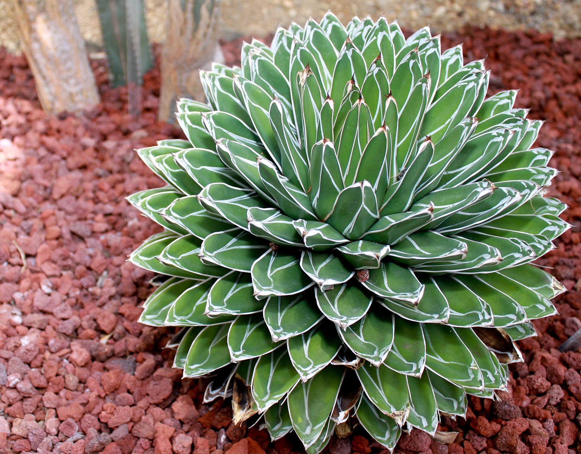 Imagem de referência relacionada a Agave victoriae-reginae, item descrito como registro de referência sobre Agave victoriae-reginae, organizado a partir de dados estruturados abertos