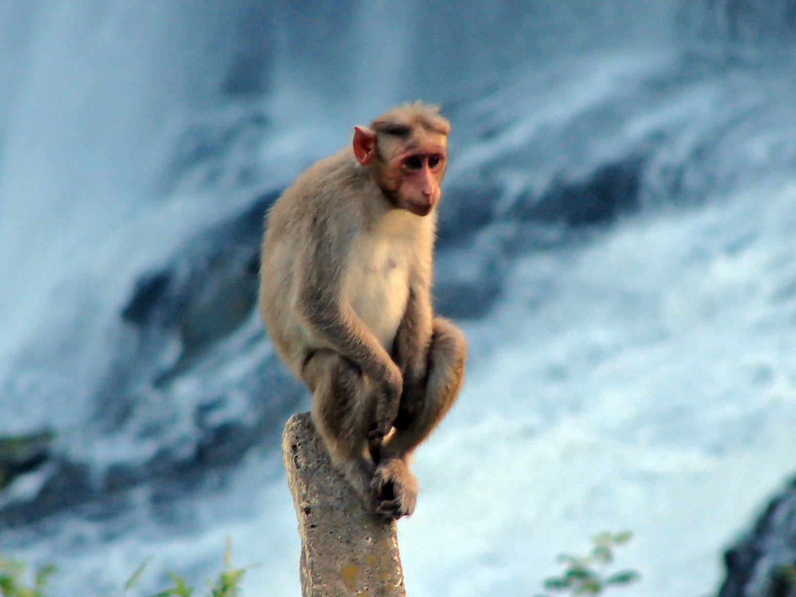 Imagem de referência de Macaca radiata, descrito nos dados abertos como éspecie de macaco