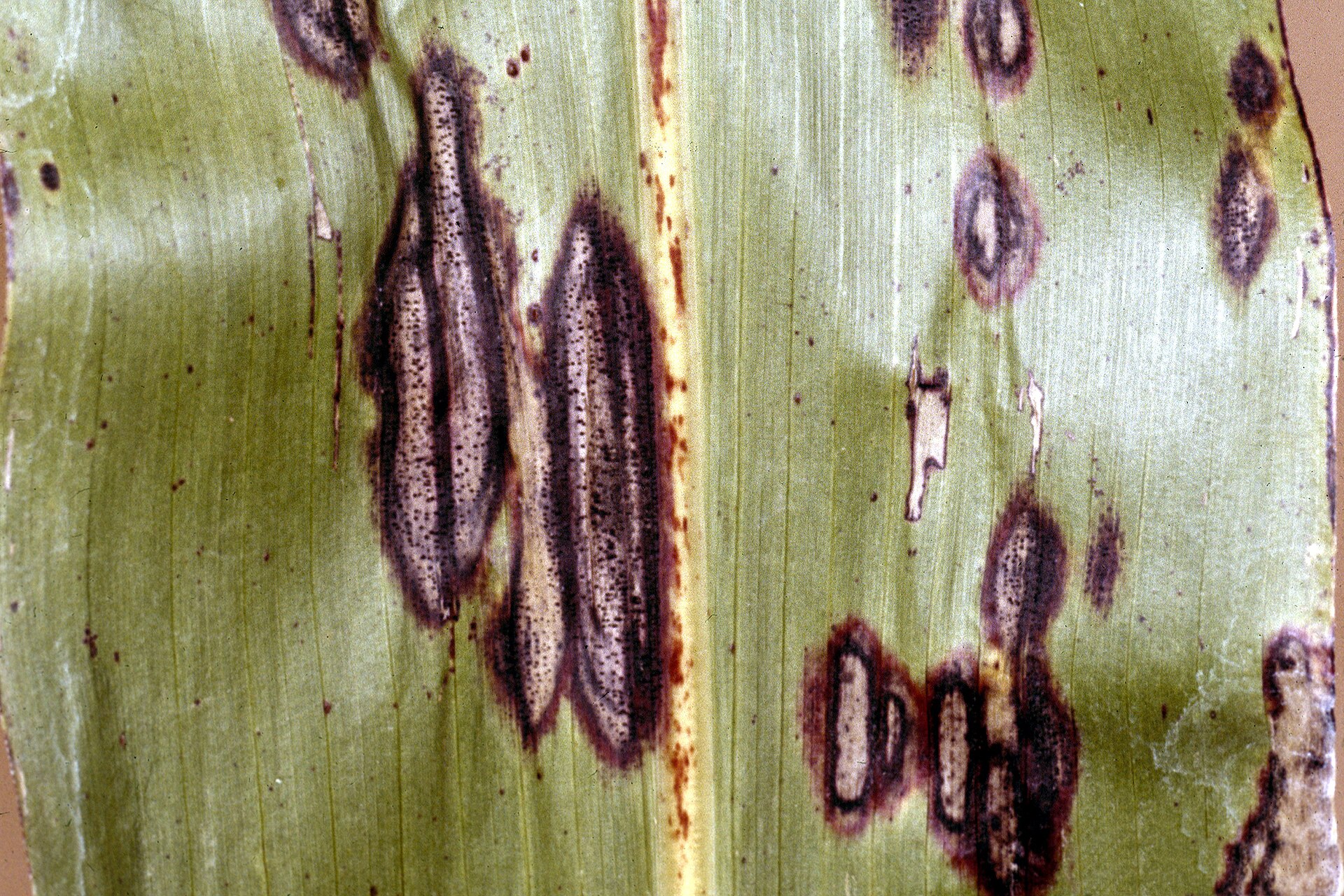 Imagem de referência relacionada a Ascochyta, item descrito como género de fungos