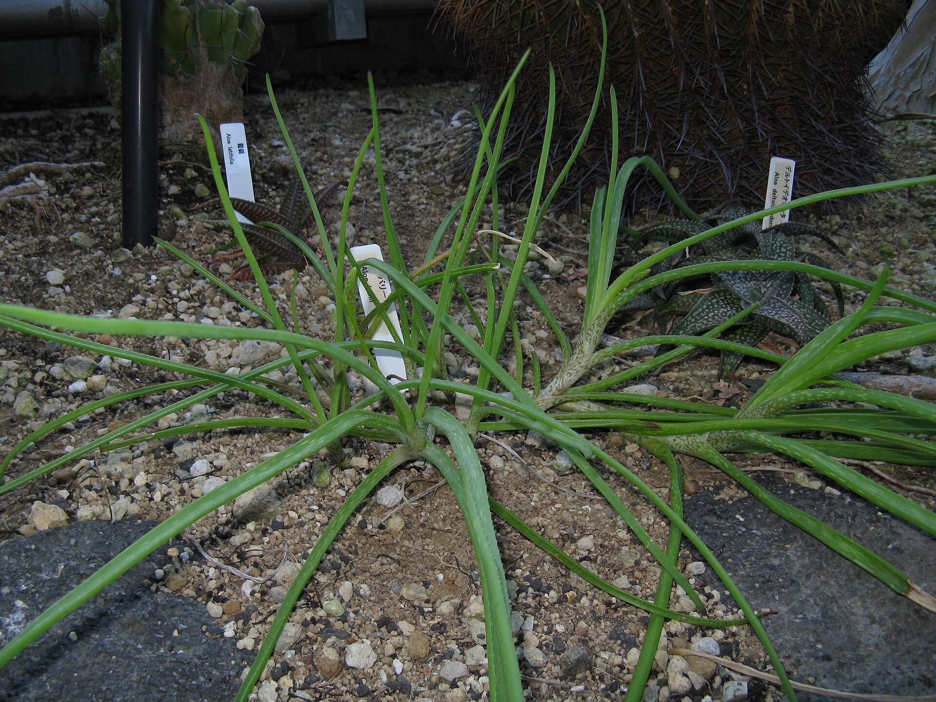 Imagem de referência relacionada a Aloe ballii, item descrito como espécie de planta