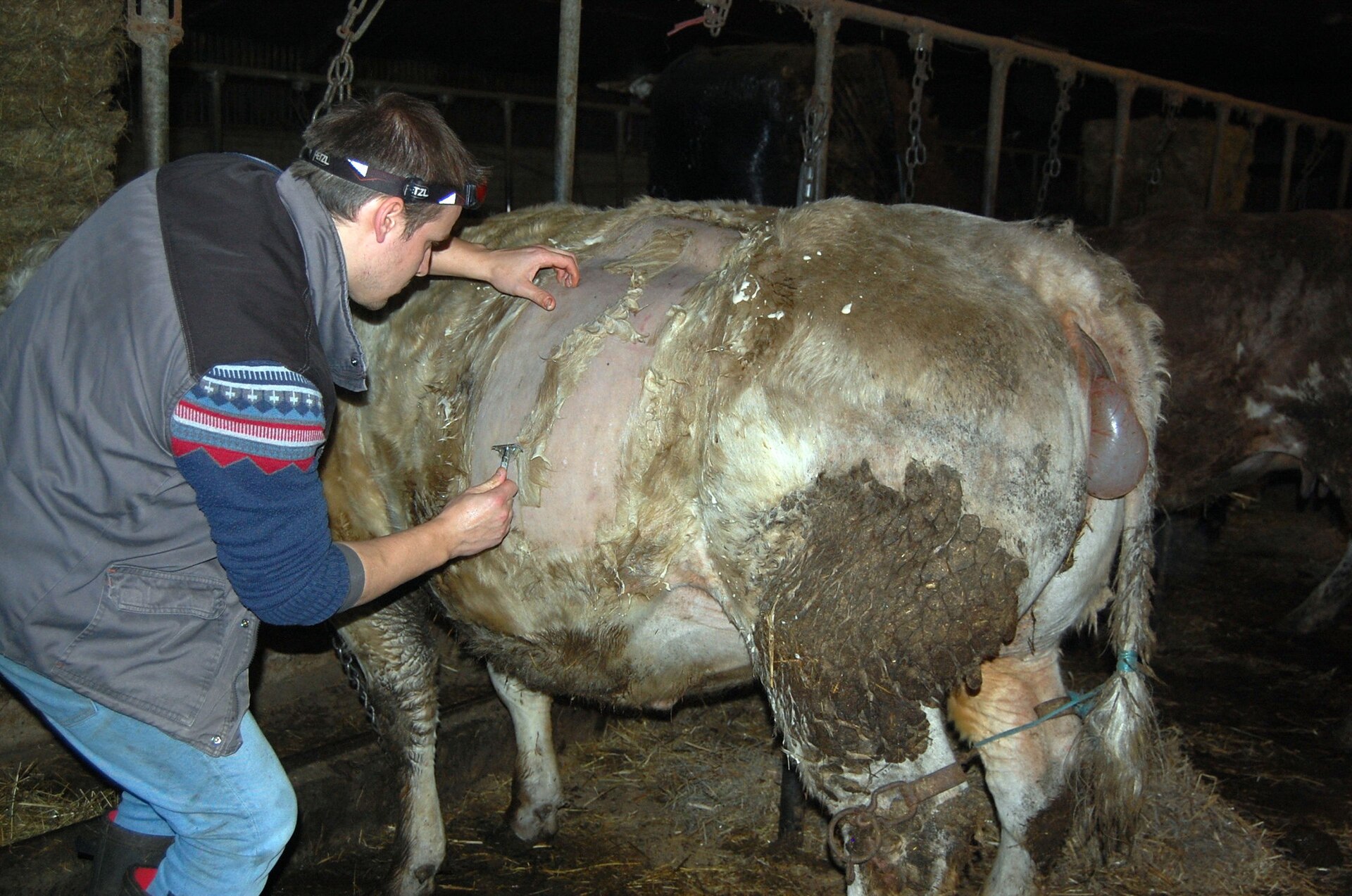 Imagem de referência relacionada a cirurgia veterinária, item descrito como registro de referência sobre cirurgia veterinária, organizado a partir de dados estruturados abertos