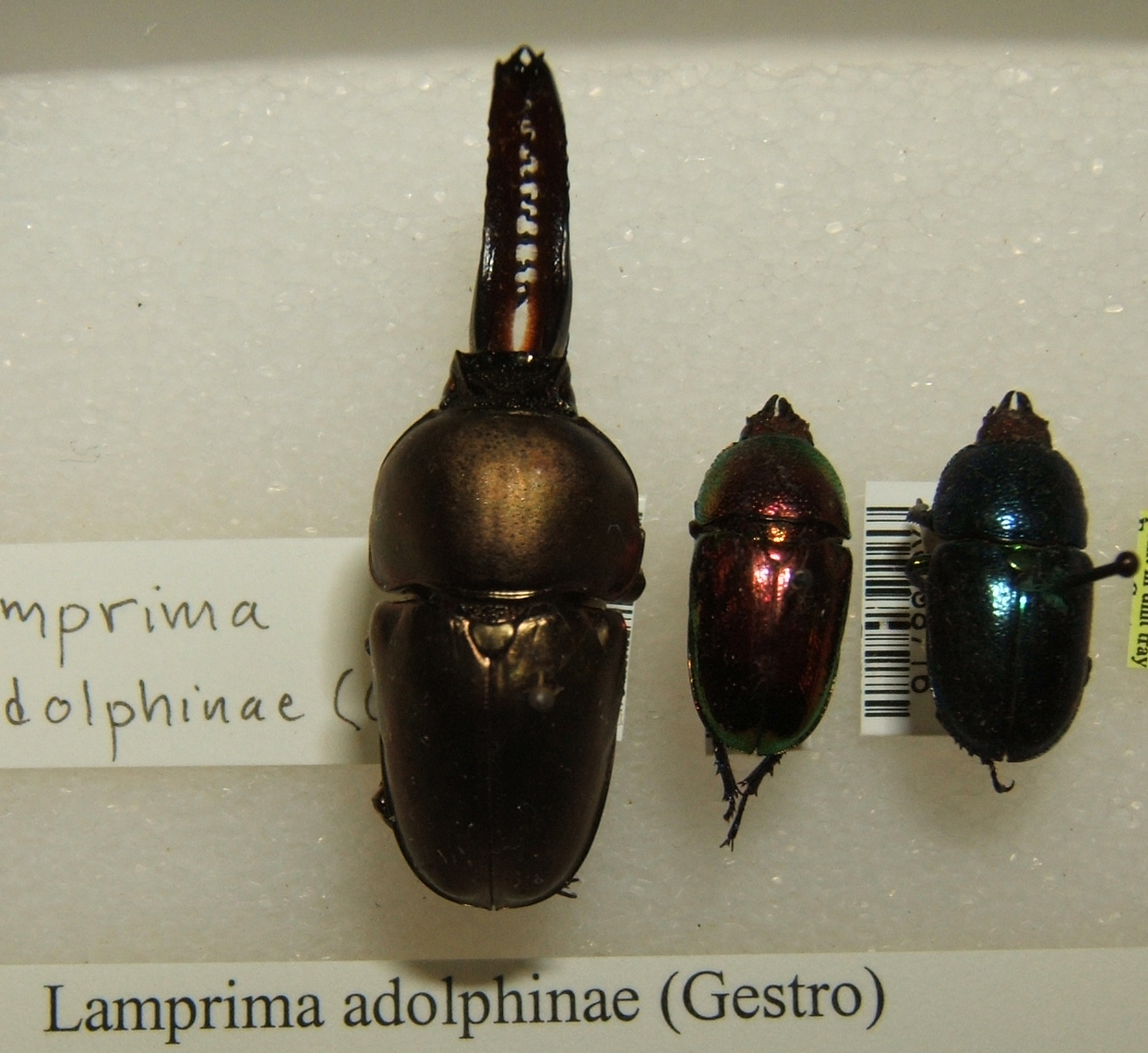 Imagem de referência relacionada a Lamprima adolphinae, item descrito como registro de referência sobre Lamprima adolphinae, organizado a partir de dados estruturados abertos