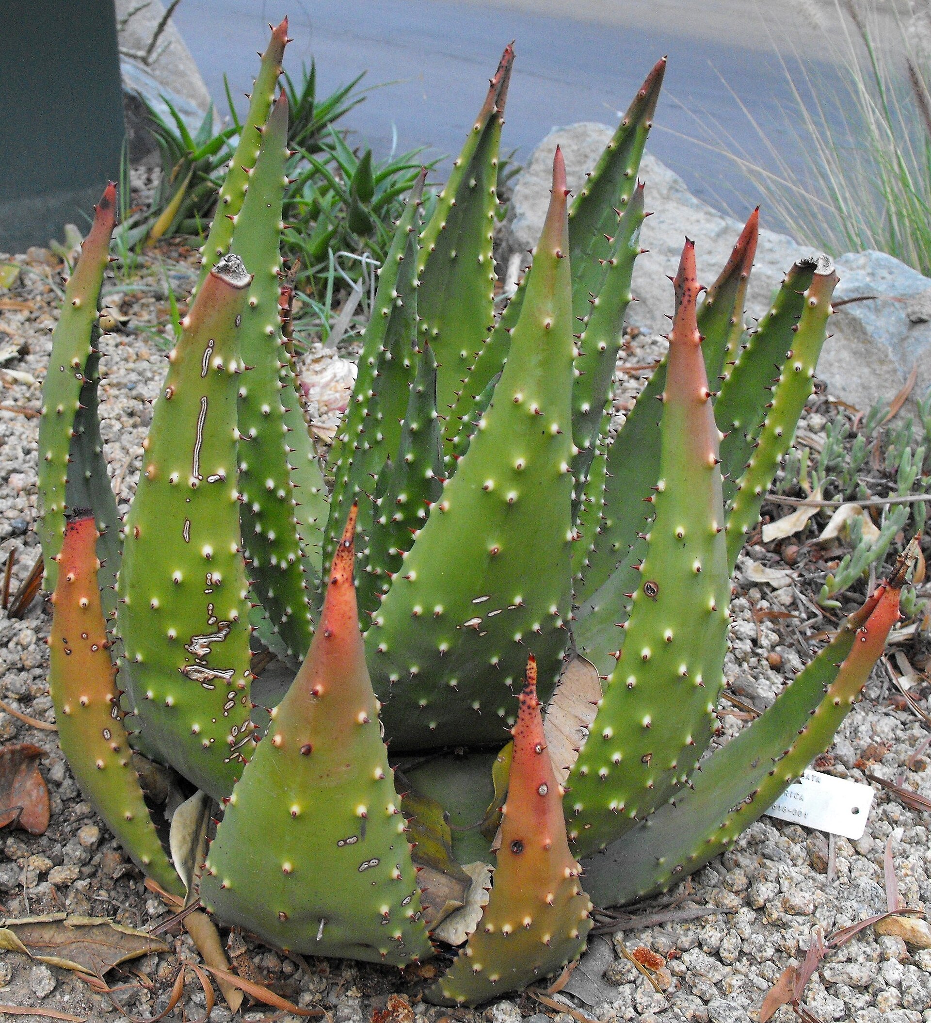 Imagem de referência relacionada a Aloe aculeata, item descrito como registro de referência sobre Aloe aculeata, organizado a partir de dados estruturados abertos