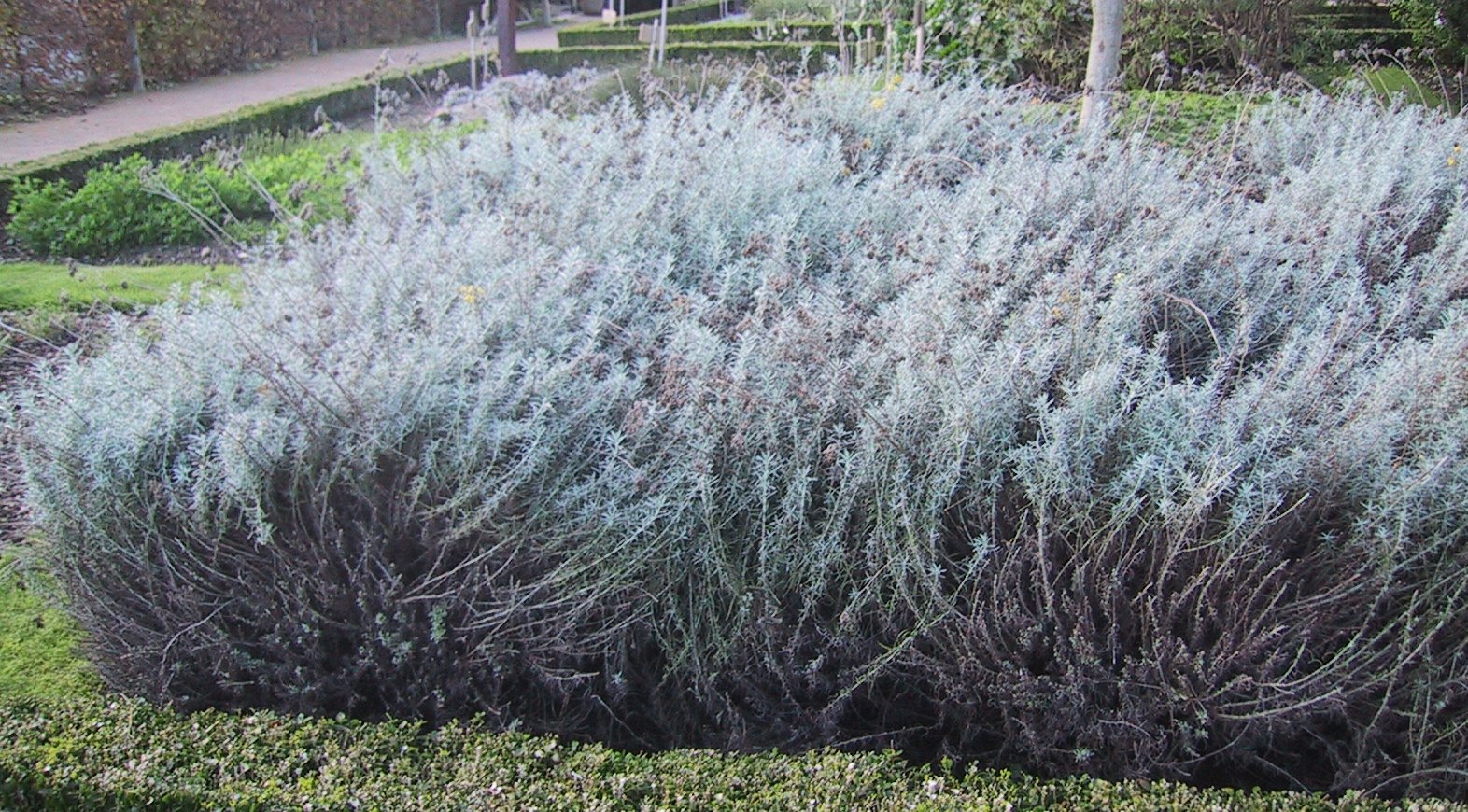 Imagem de referência de Helichrysum, descrito nos dados abertos como género de plantas