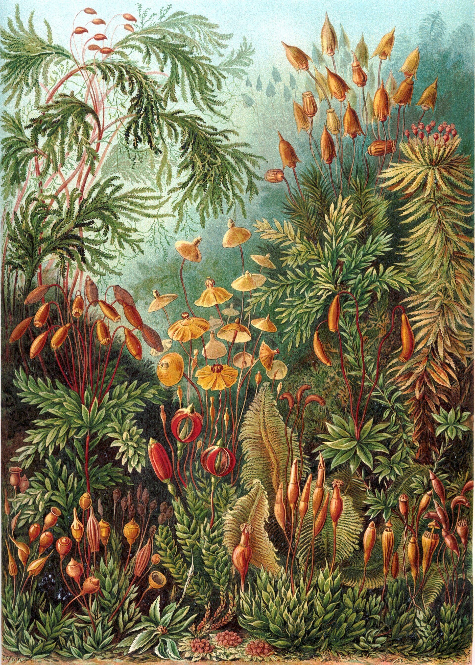 Imagem de referência de musgos, descrito nos dados abertos como filo de plantas