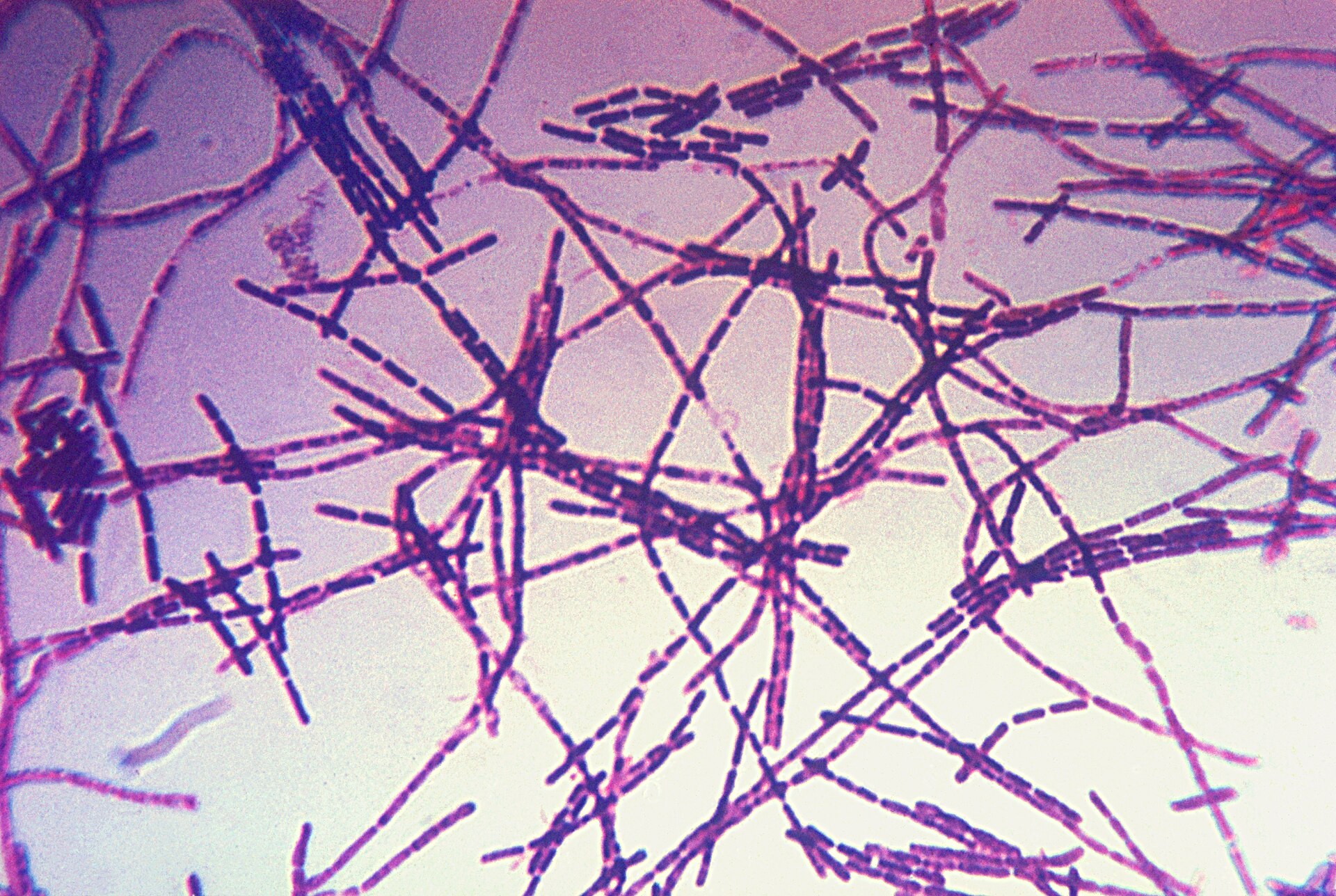 Imagem de referência de Firmicutes, descrito nos dados abertos como filo de bactérias