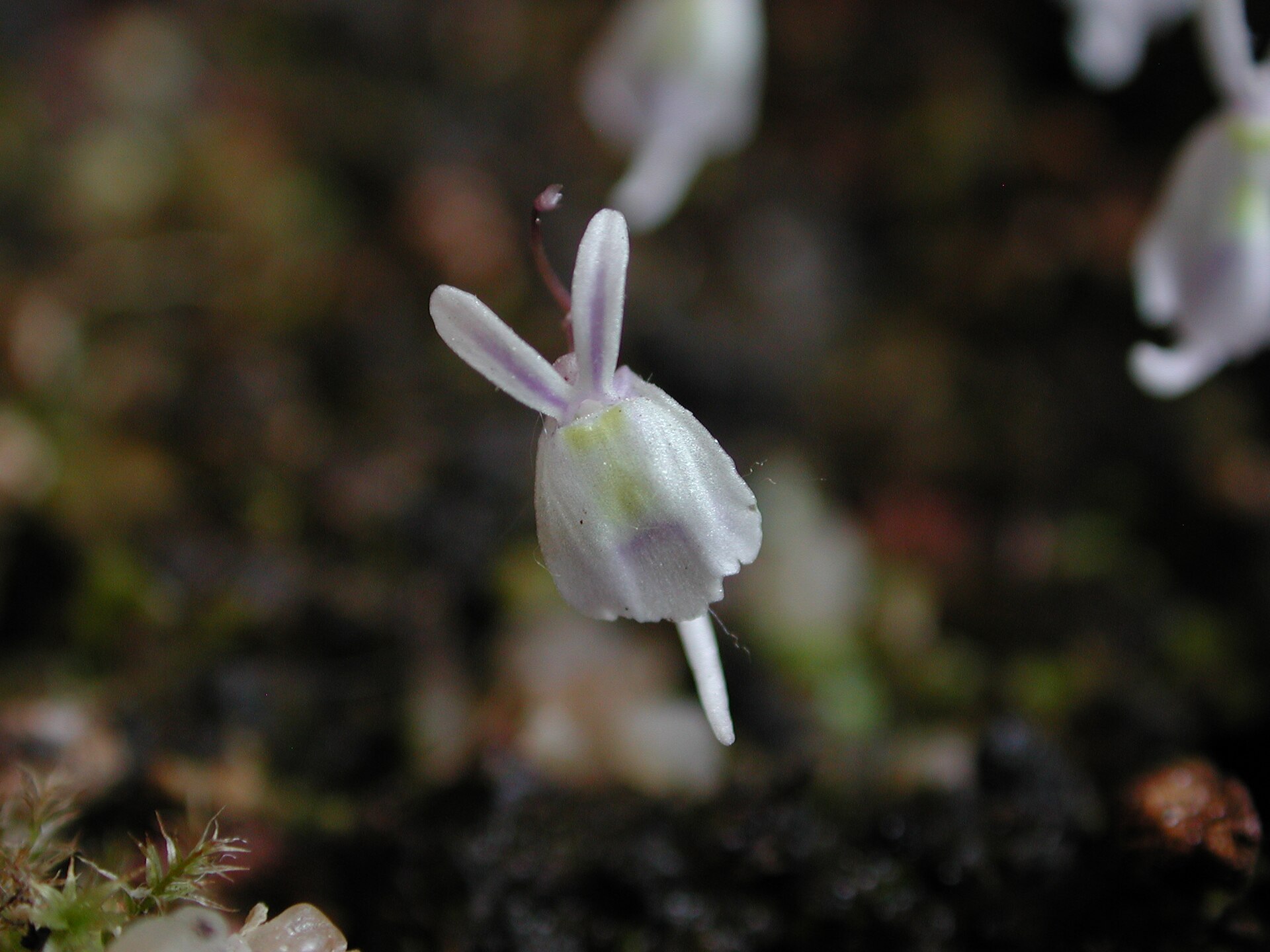 Imagem de referência relacionada a Utricularia sandersonii, item descrito como registro de referência sobre Utricularia sandersonii, organizado a partir de dados estruturados abertos