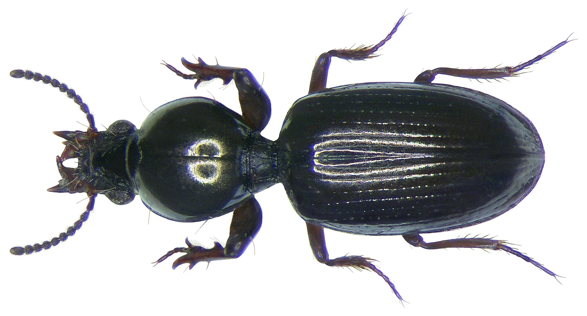 Imagem de referência relacionada a Dyschirius thoracicus, item descrito como espécie de inseto