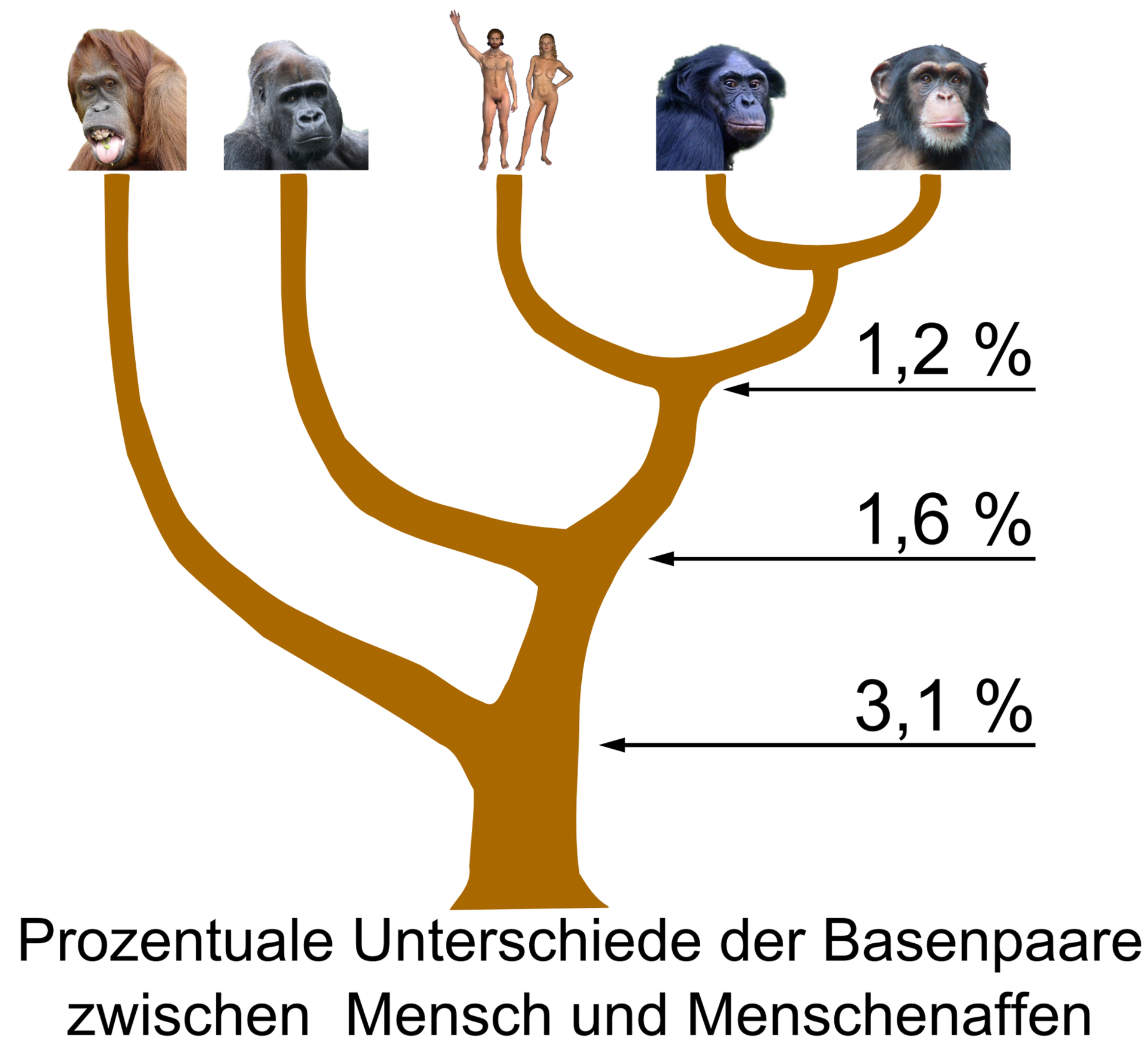 Imagem de referência de Hominidae, descrito nos dados abertos como família dos grandes primatas