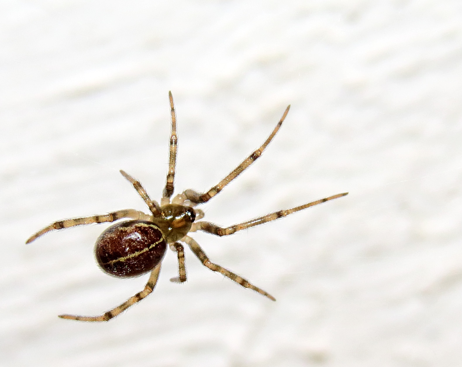 Imagem de referência de Steatoda castanea, descrito nos dados abertos como espécie de aracnídeo