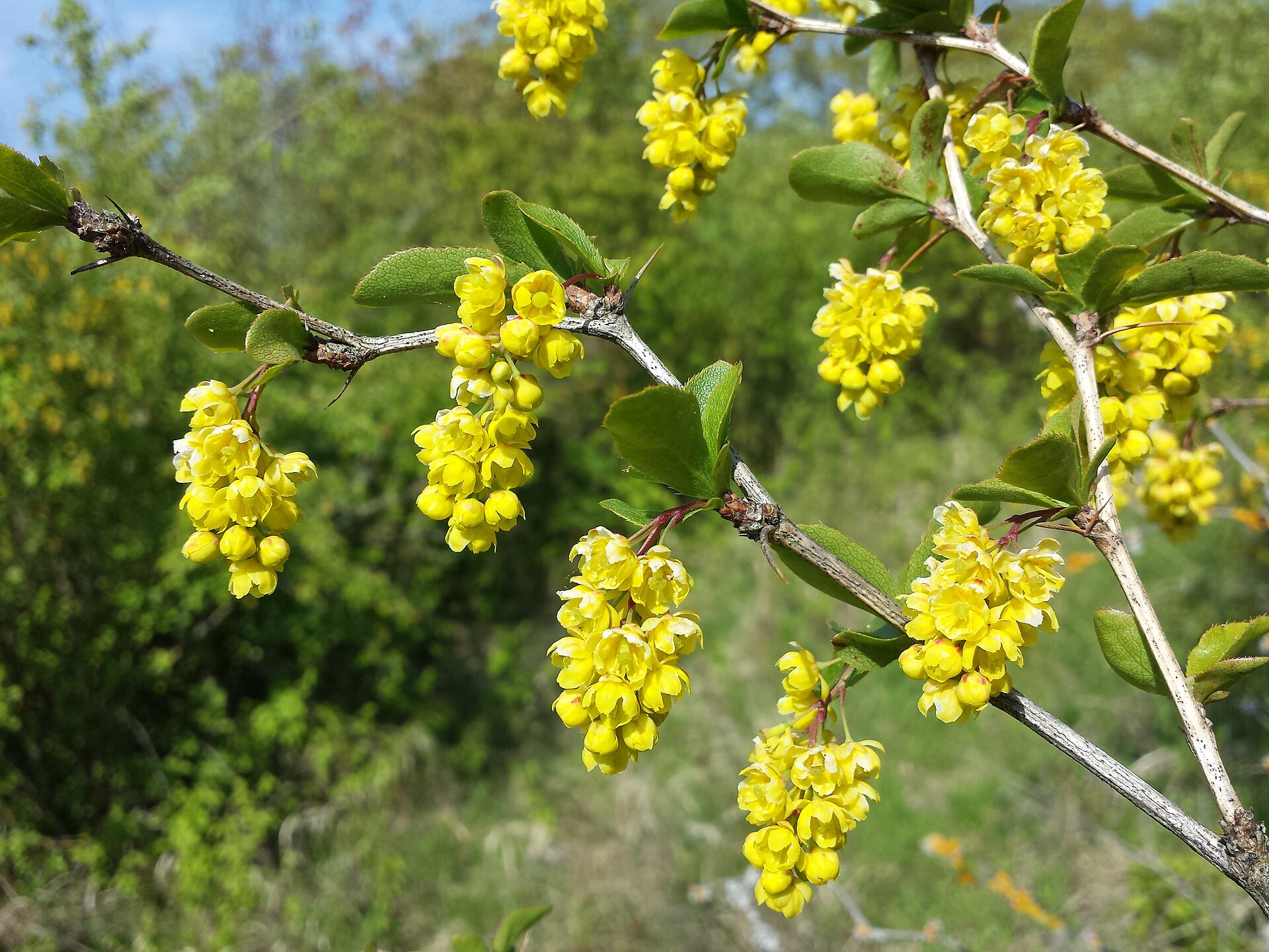 Imagem de referência de Berberis, descrito nos dados abertos como género de plantas