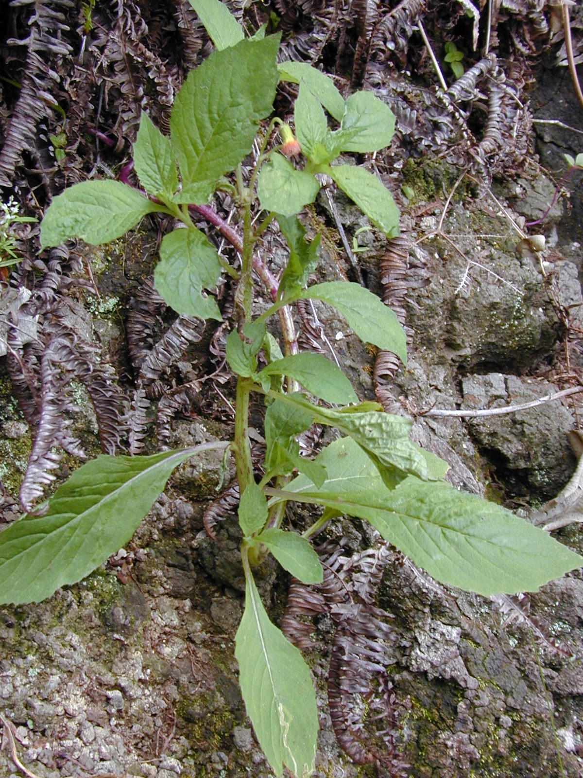 Imagem de referência de Crassocephalum, descrito nos dados abertos como género de plantas