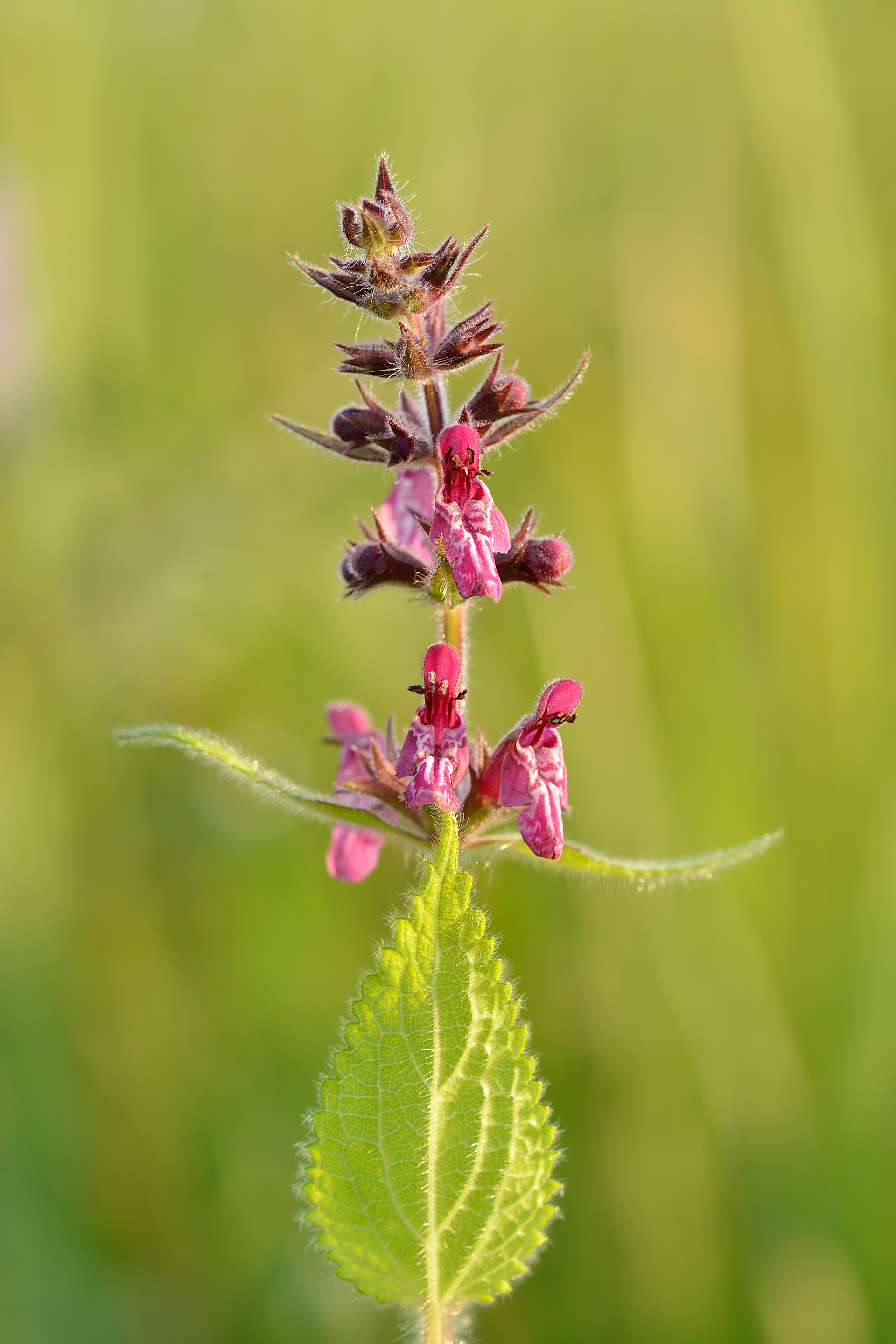 Imagem de referência de Stachys, descrito nos dados abertos como género de plantas