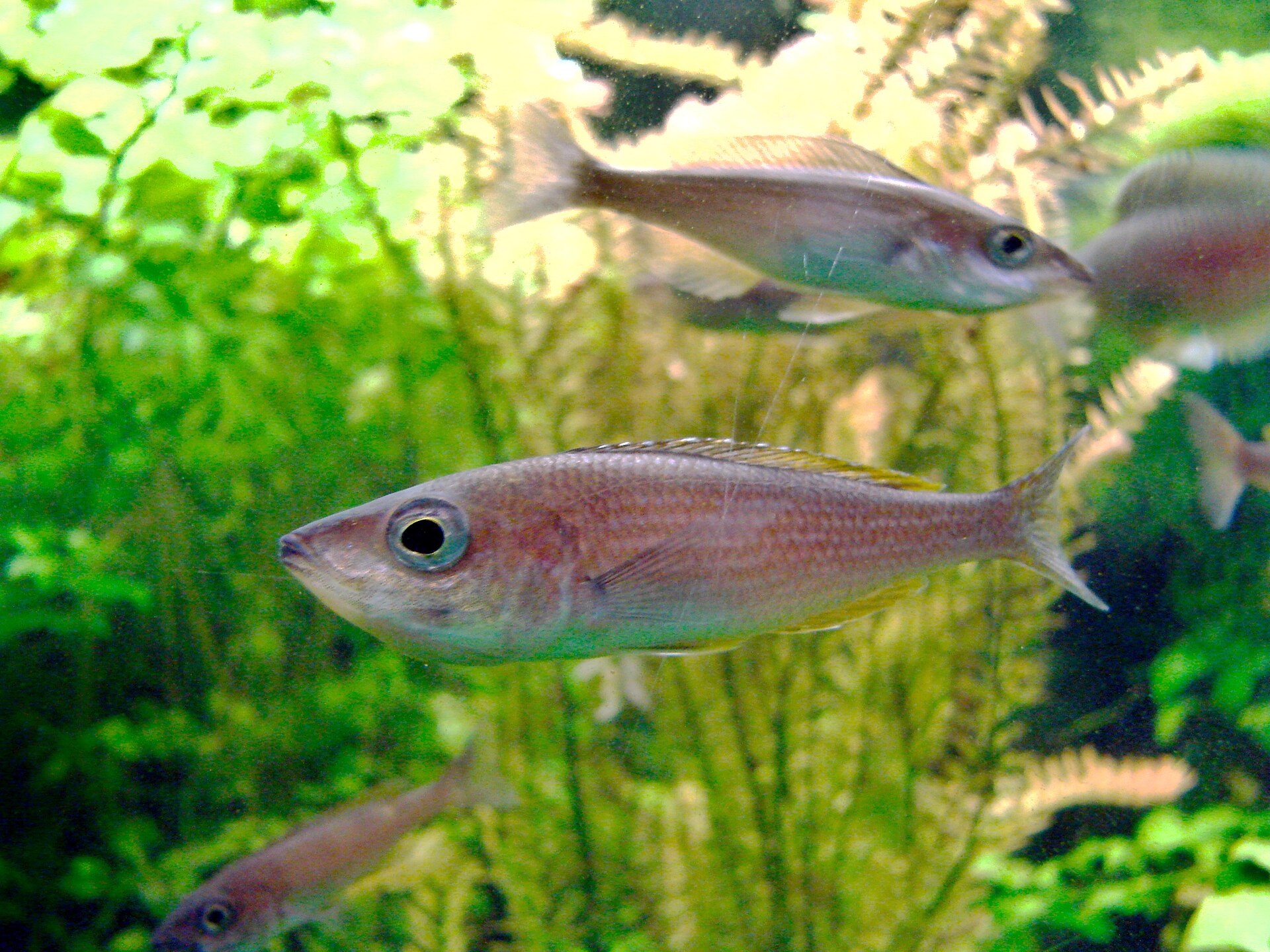 Imagem de referência relacionada a Cyprichromis, item descrito como género de peixes