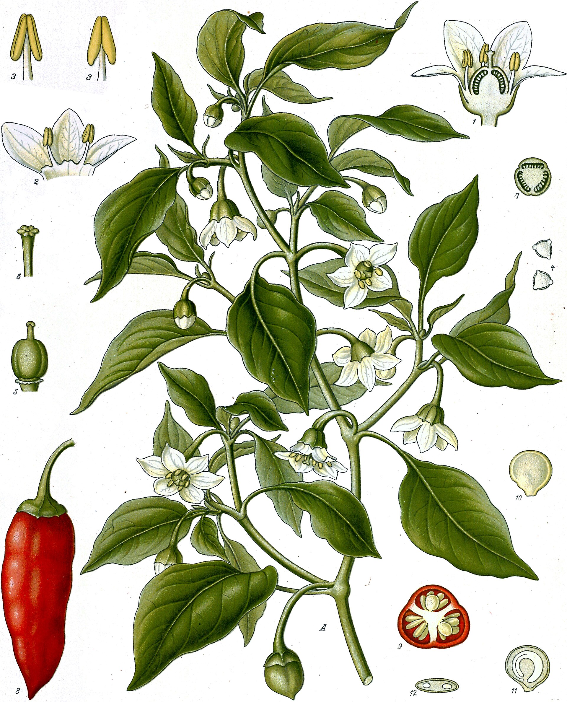 Imagem de referência relacionada a pimento, item descrito como espécie de planta