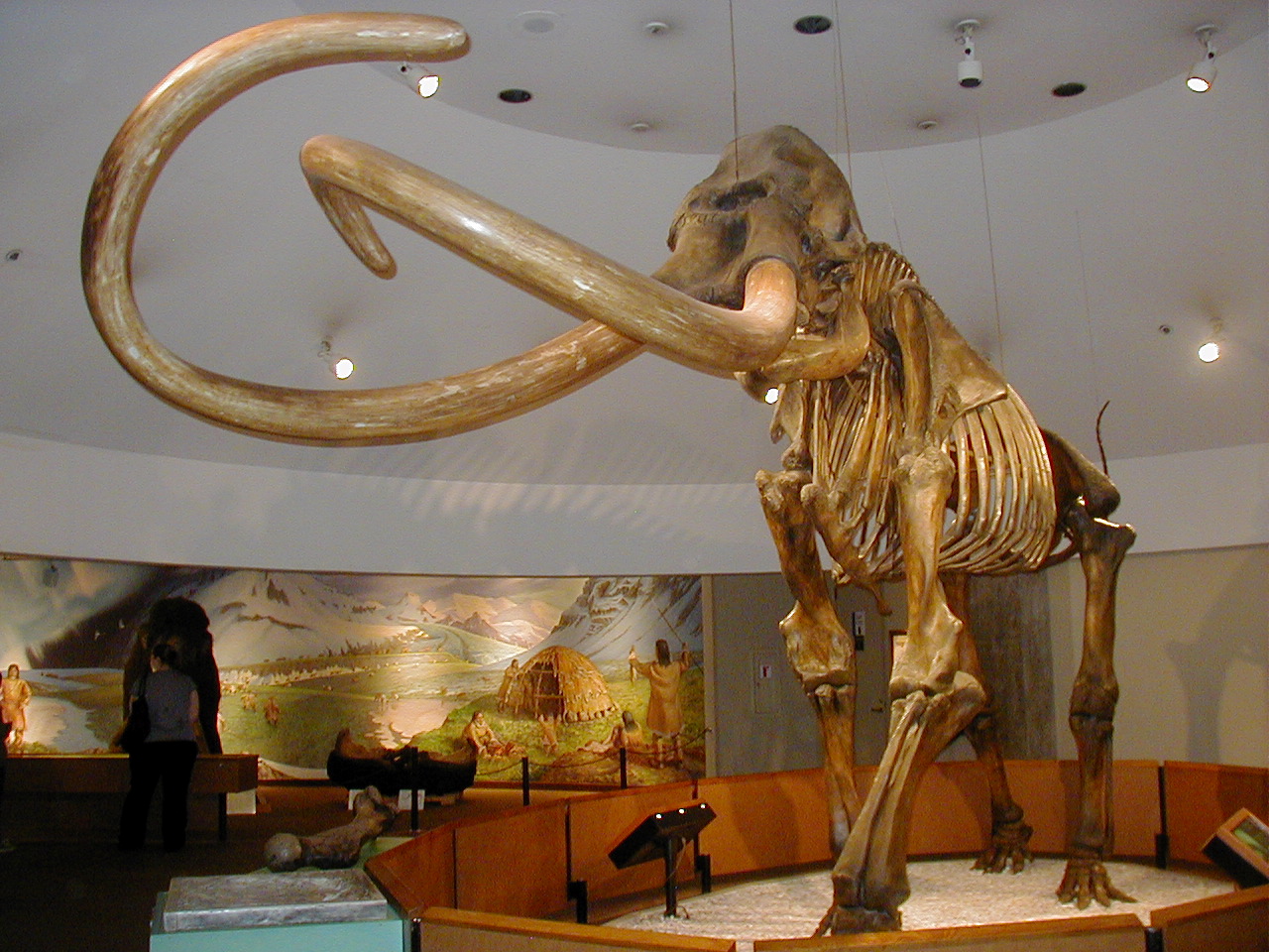 Imagem de referência de Mamute, descrito nos dados abertos como género extinto de elefantes (Elephantidae)