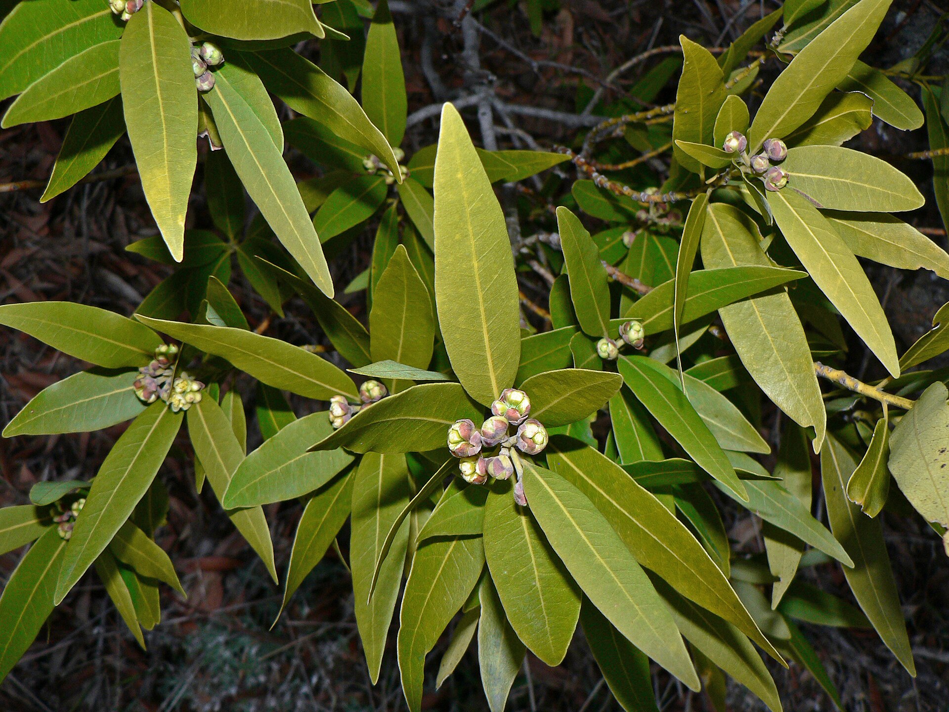 Imagem de referência de Umbellularia, descrito nos dados abertos como género de plantas