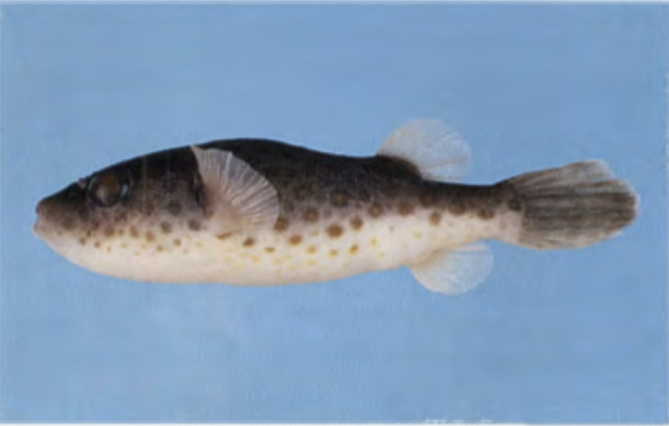 Imagem de referência relacionada a Tetraodon turgidus, item descrito como registro de referência sobre Tetraodon turgidus, organizado a partir de dados estruturados abertos