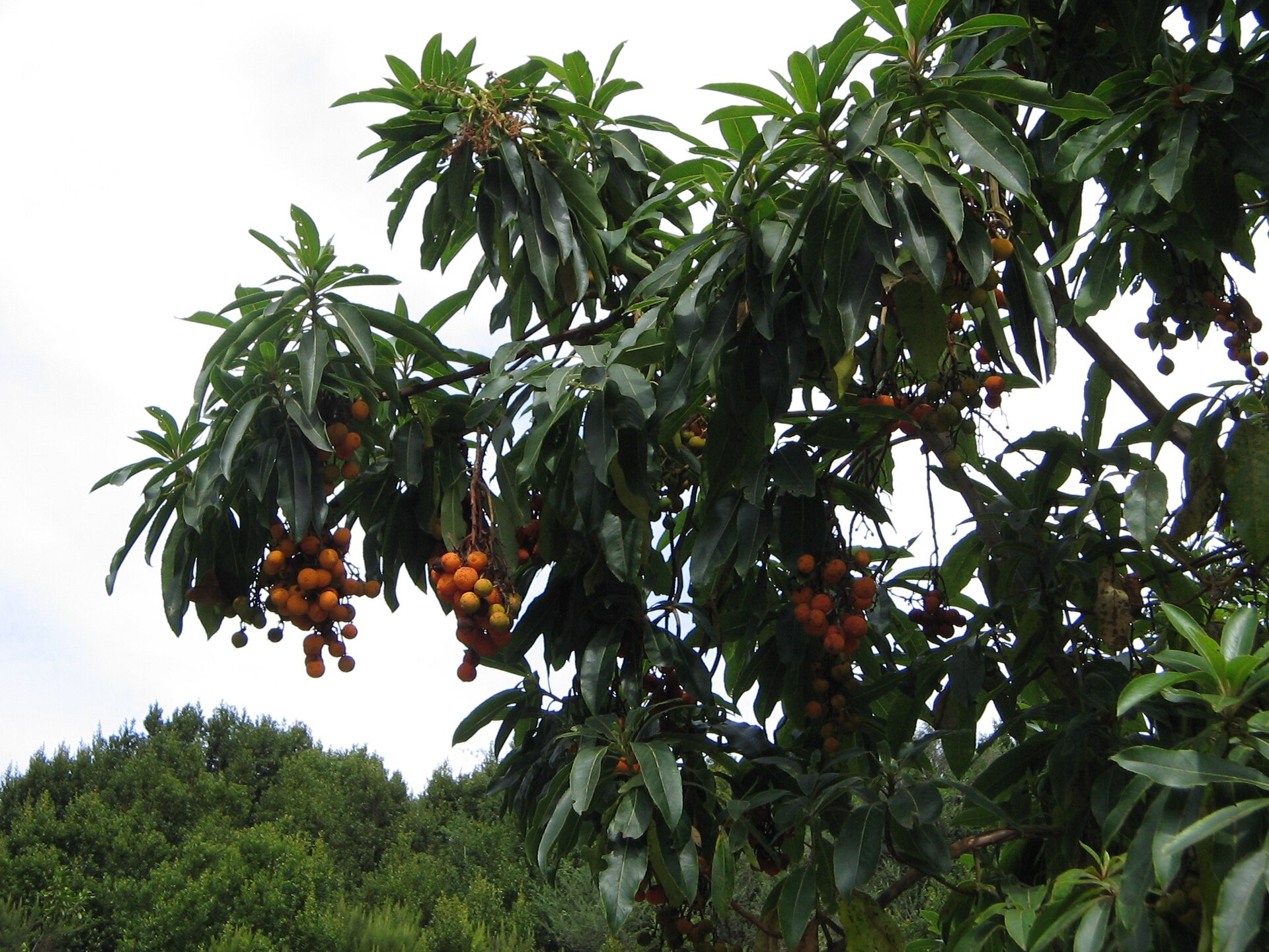 Imagem de referência relacionada a Arbutus canariensis, item descrito como espécie de planta