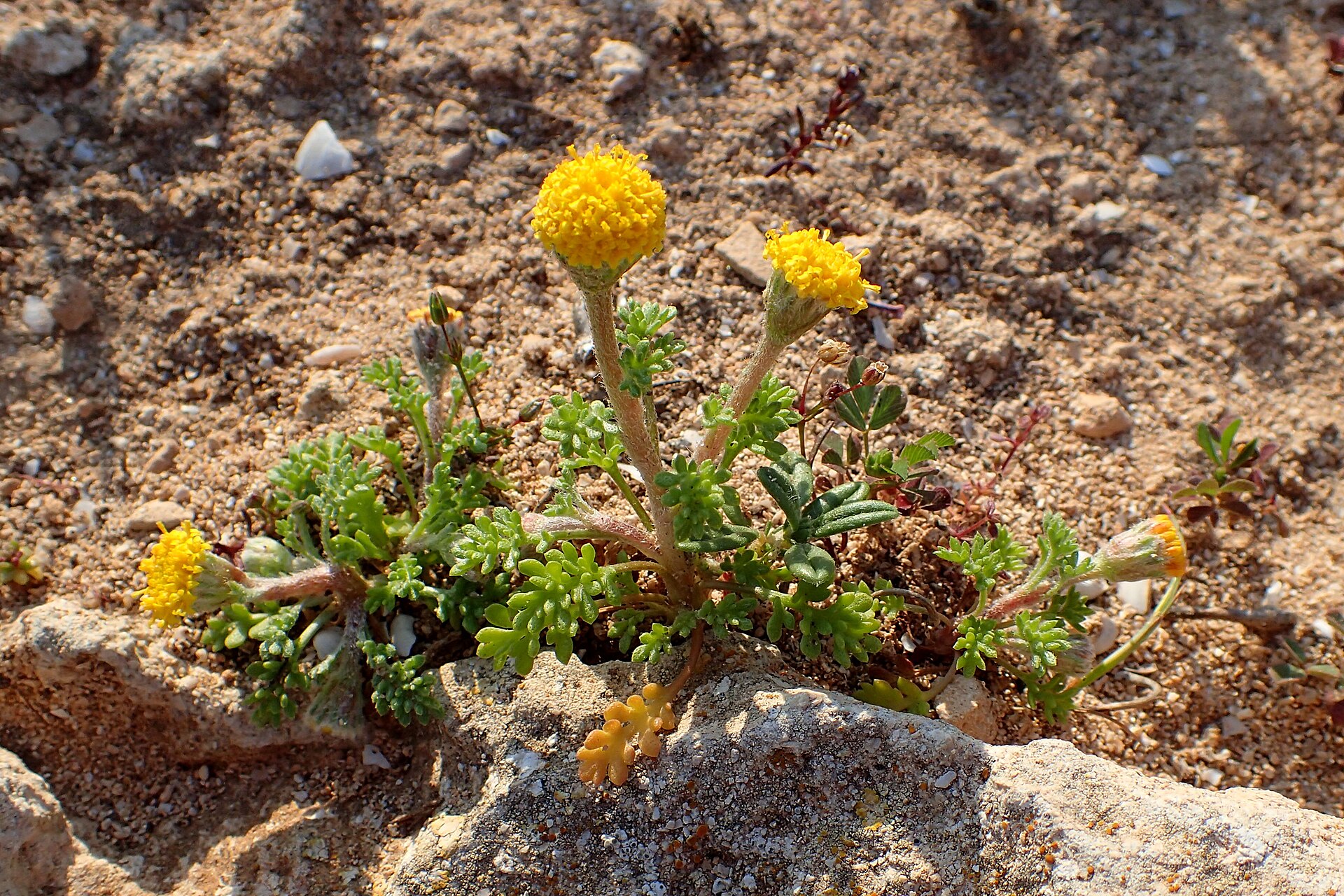 Imagem de referência de Anthemis, descrito nos dados abertos como género de plantas