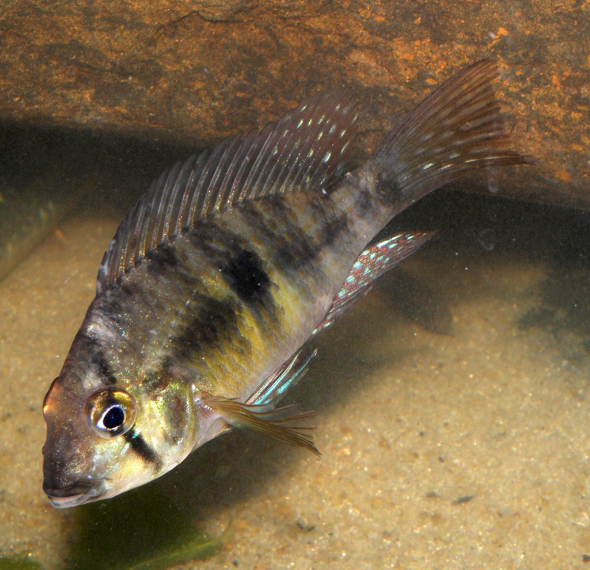 Imagem de referência relacionada a Gymnogeophagus meridionalis, item descrito como registro de referência sobre Gymnogeophagus meridionalis, organizado a partir de dados estruturados abertos
