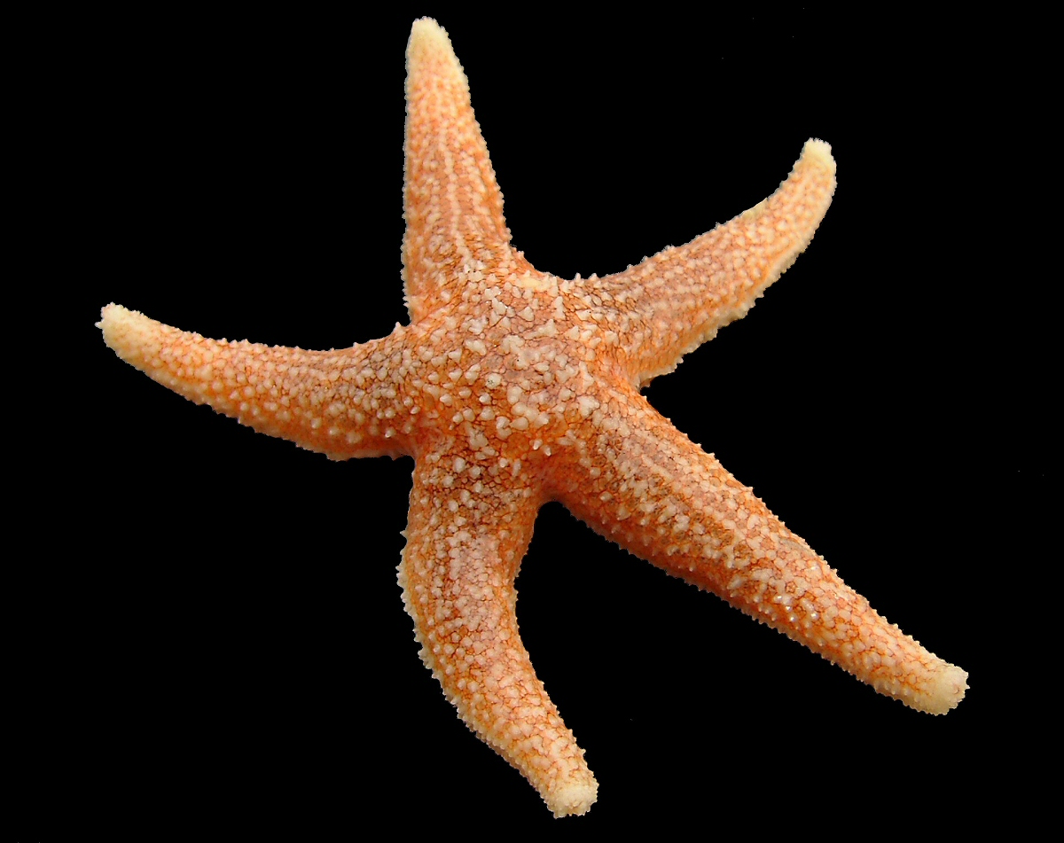 Imagem de referência relacionada a Asteriidae, item descrito como registro de referência sobre Asteriidae, organizado a partir de dados estruturados abertos