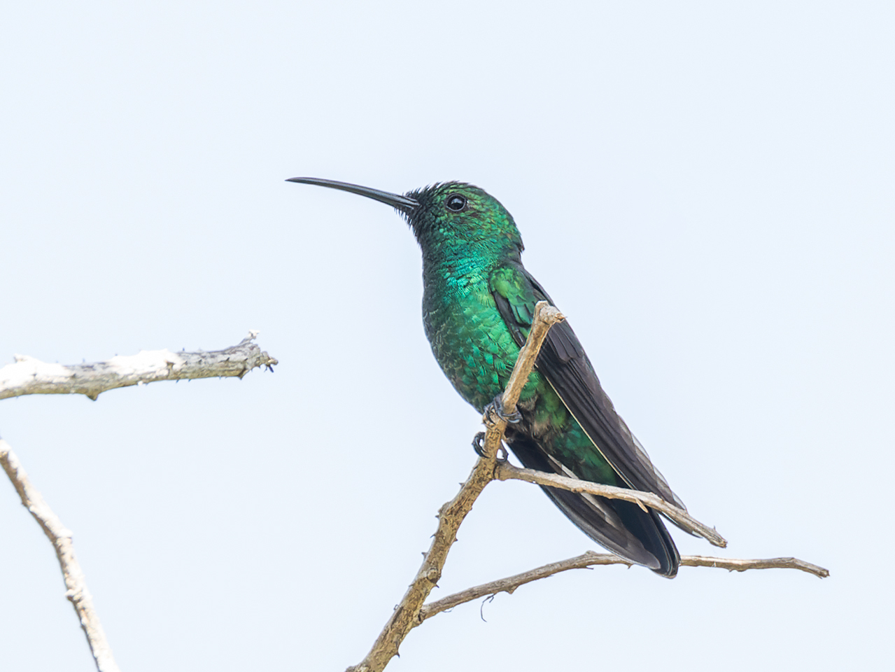 Imagem de referência de Anthracothorax viridis, descrito nos dados abertos como espécie de ave
