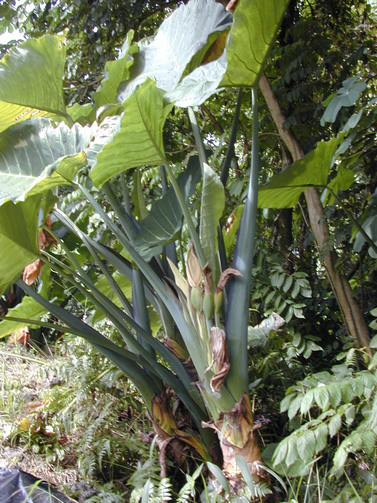 Imagem de referência de Xanthosoma, descrito nos dados abertos como género de plantas