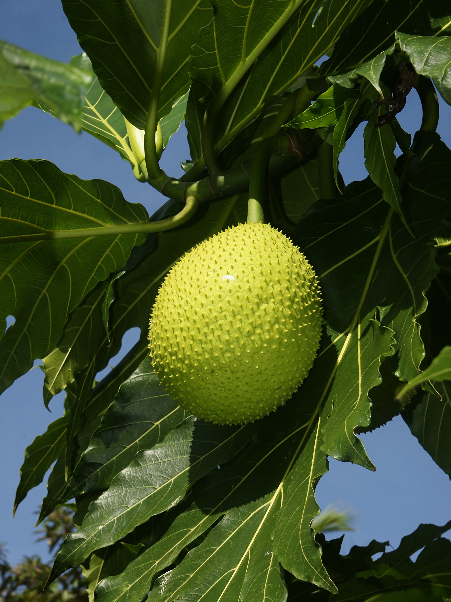 Imagem de referência de Artocarpus incisa, descrito nos dados abertos como árvore angiosperma da família Moraceae