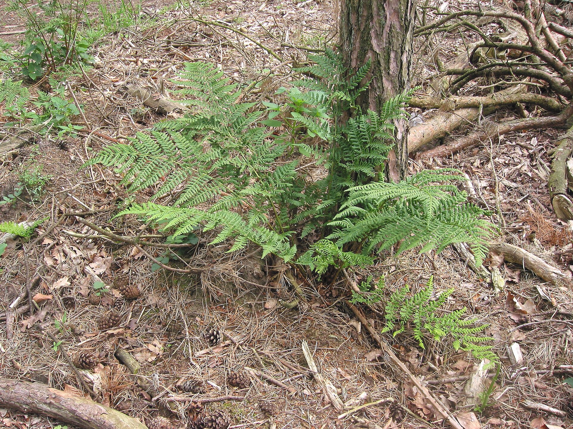 Imagem de referência de Dryopteris, descrito nos dados abertos como género de plantas