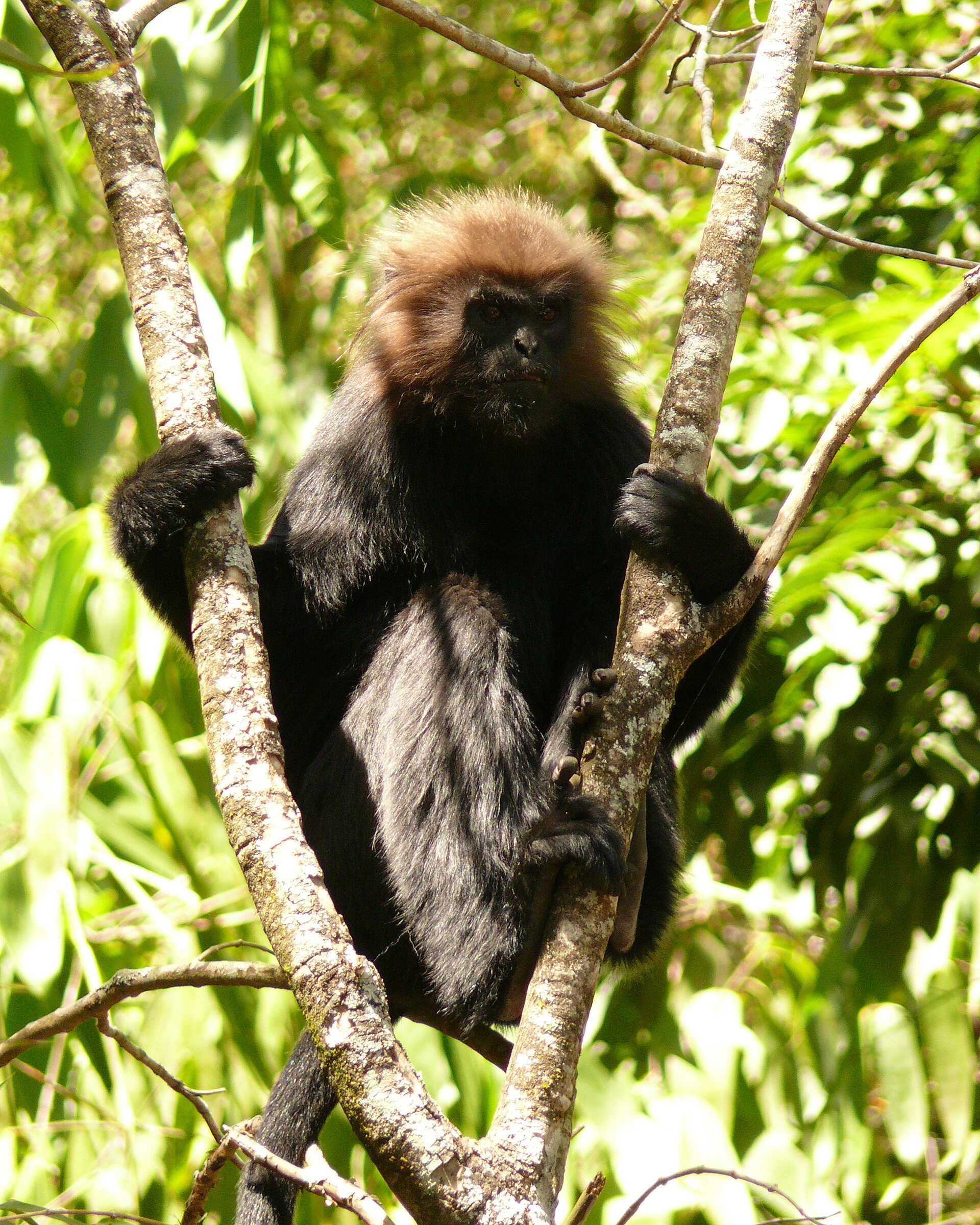 Imagem de referência de Trachypithecus johnii, descrito nos dados abertos como espécie de mamífero