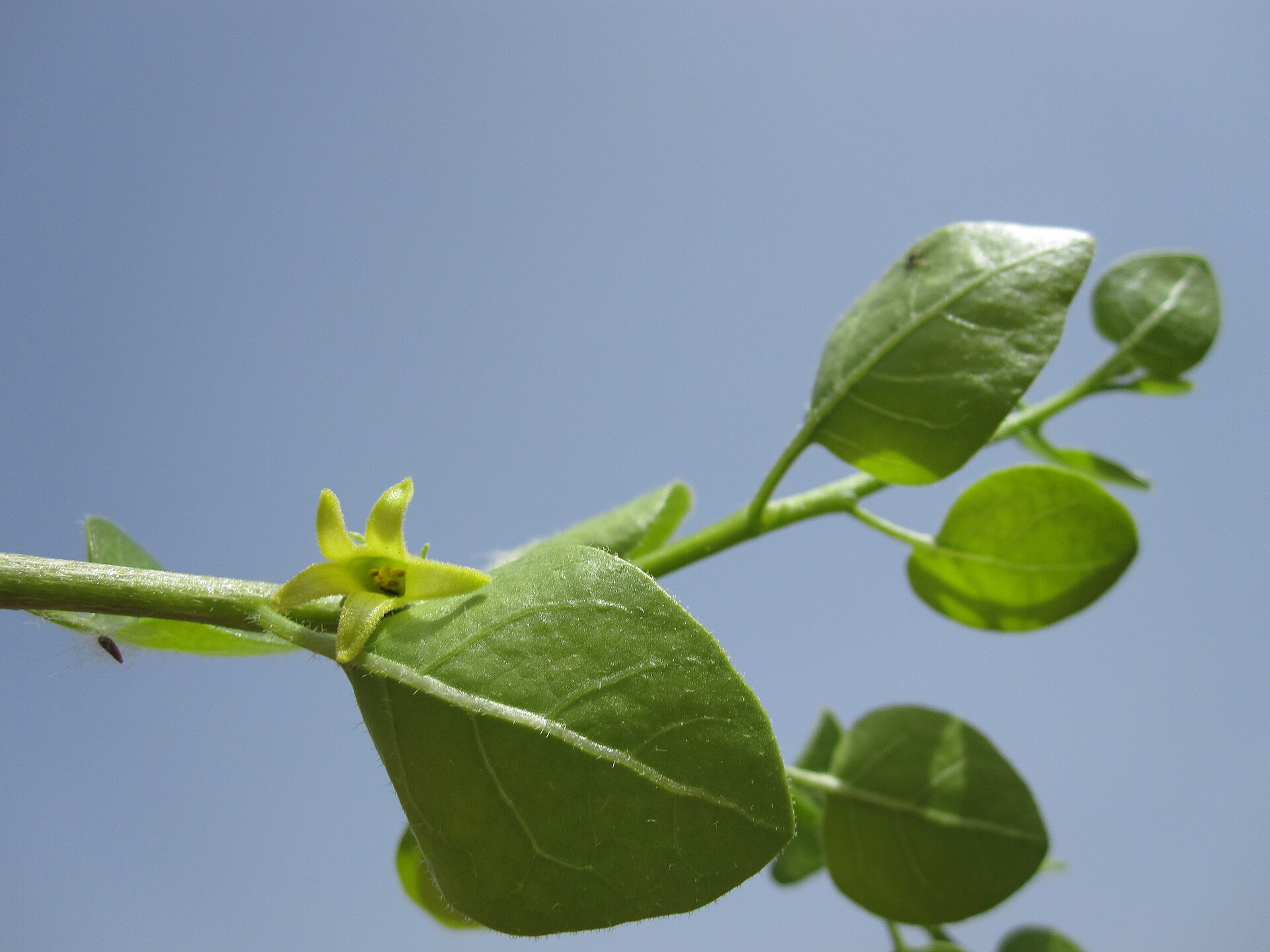 Imagem de referência de Withania, descrito nos dados abertos como género de plantas
