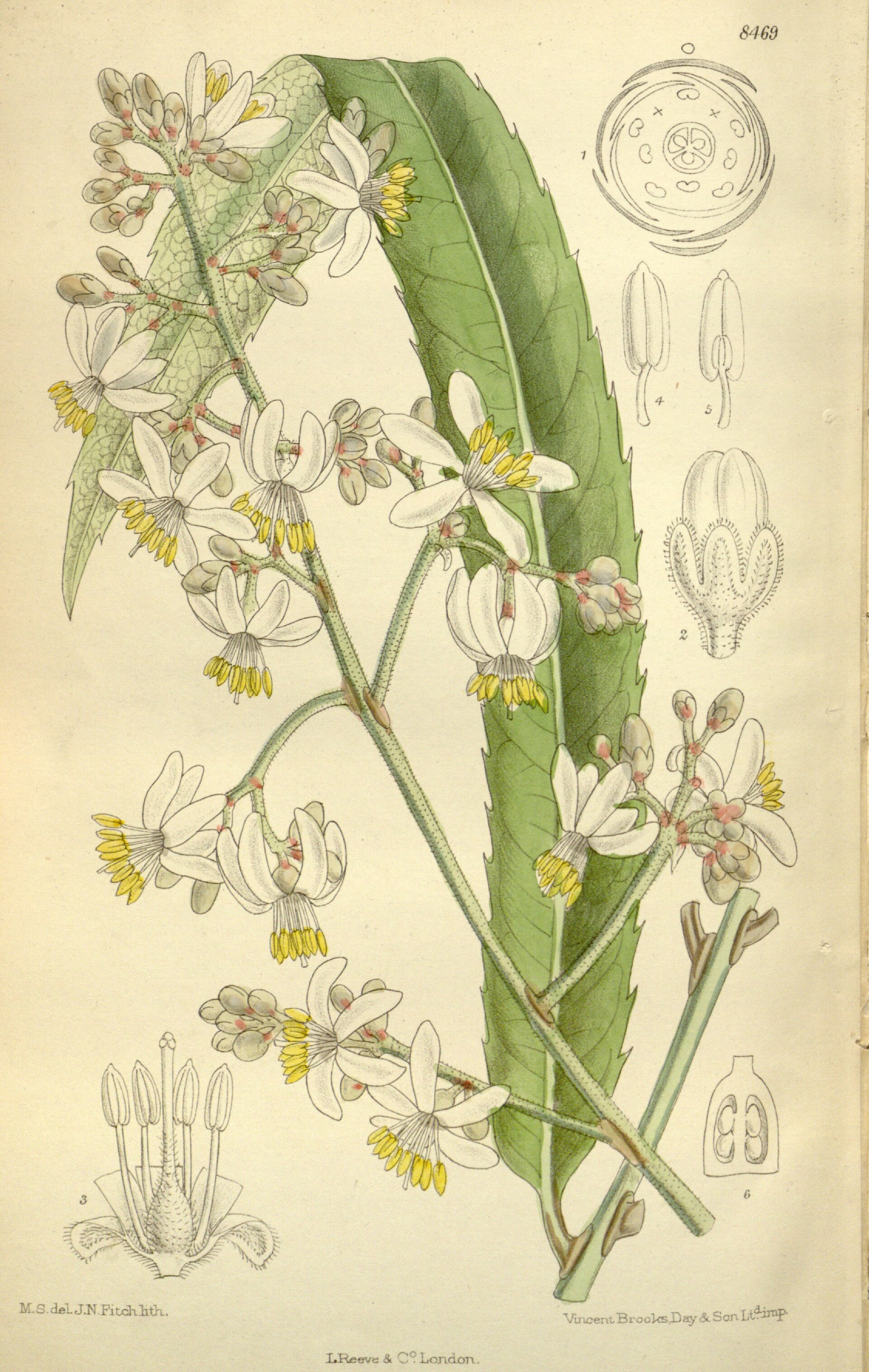 Imagem de referência relacionada a Akaniaceae, item descrito como registro de referência sobre Akaniaceae, organizado a partir de dados estruturados abertos