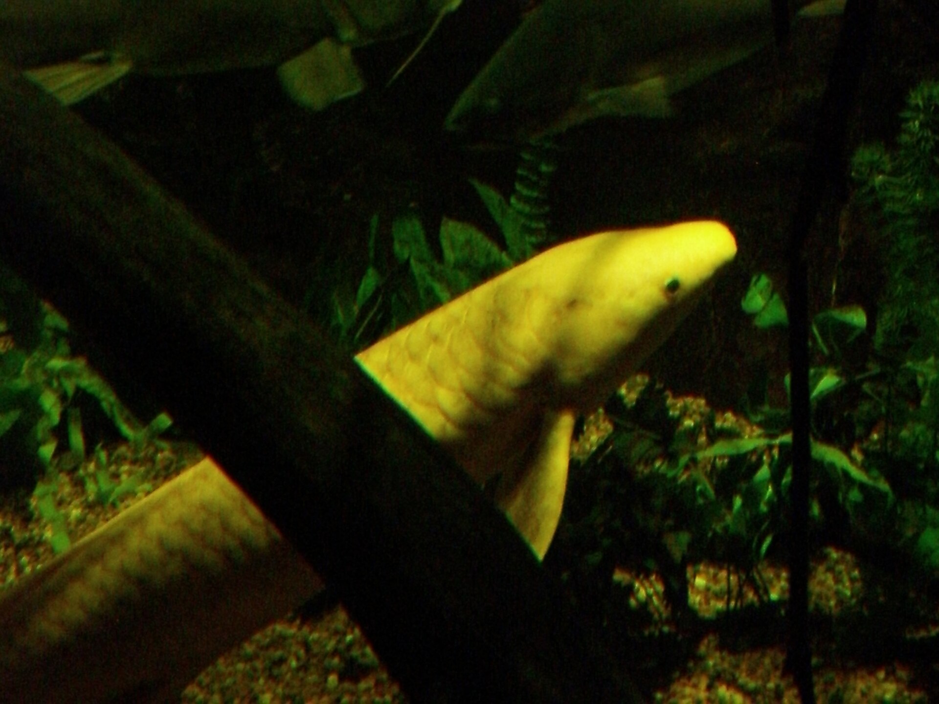 Imagem de referência de Neoceratodus, descrito nos dados abertos como género de peixes