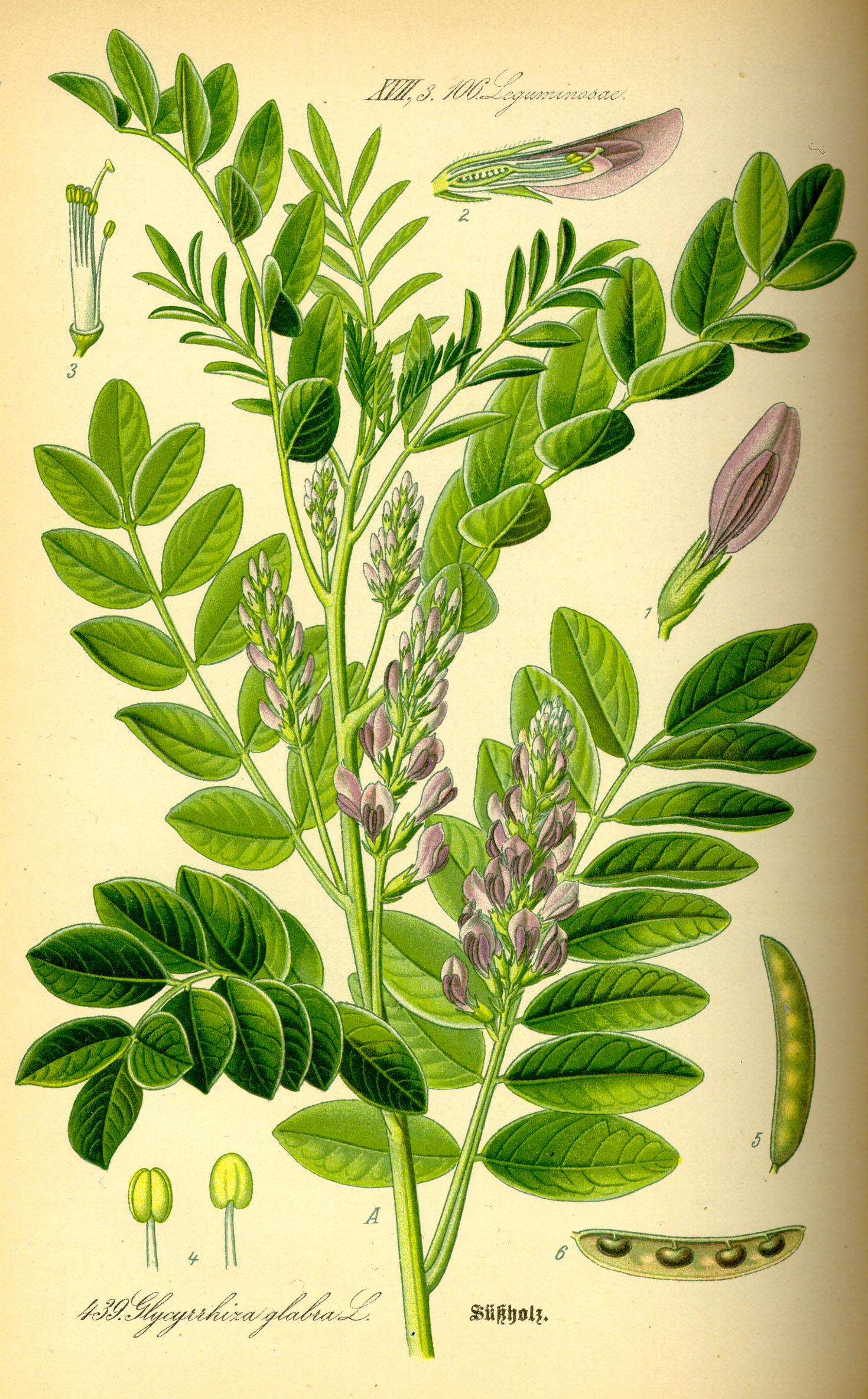 Imagem de referência de Glycirrhiza, descrito nos dados abertos como género de plantas