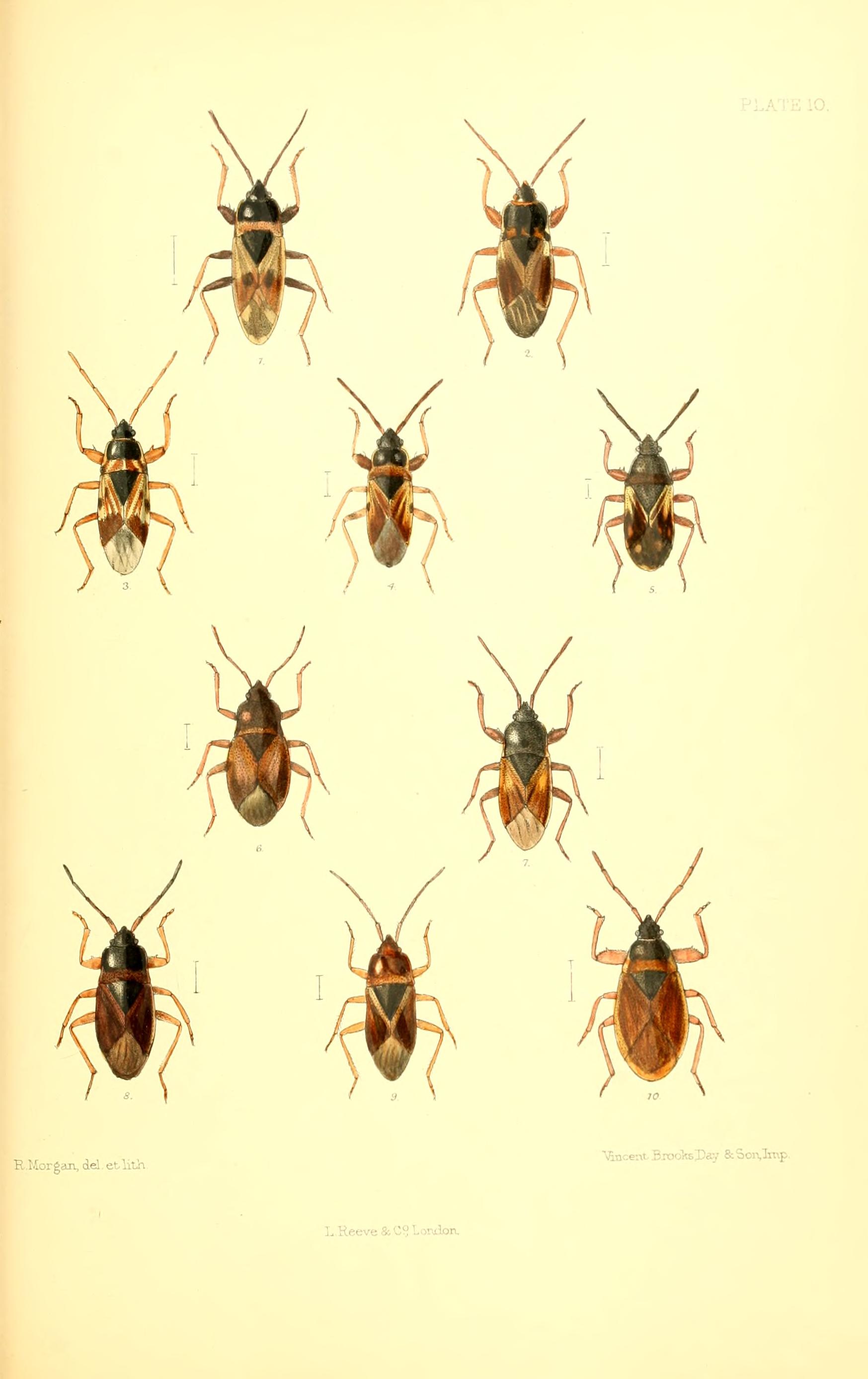 Imagem de referência de Lamproplax picea, descrito nos dados abertos como espécie de inseto
