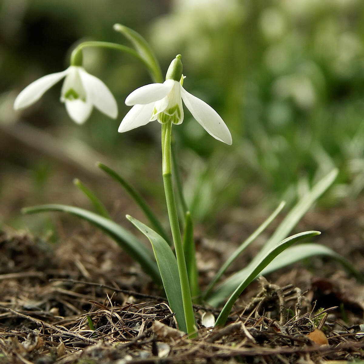 Imagem de referência relacionada a Galanthus, item descrito como género de plantas