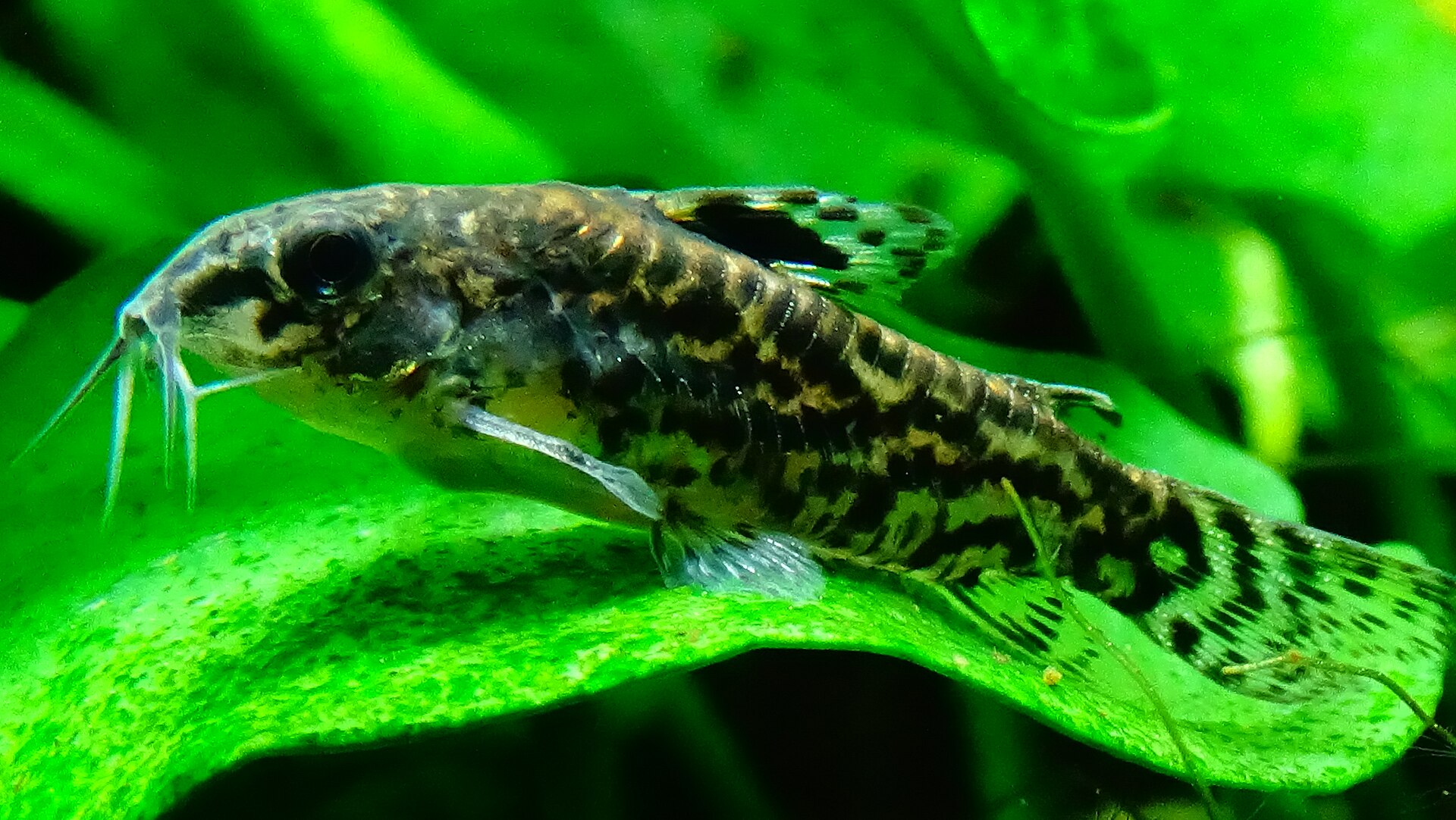 Imagem de referência relacionada a Aspidoras, item descrito como género de peixes