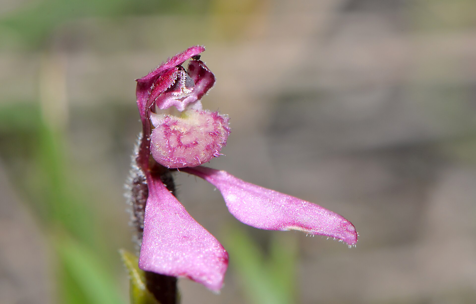 Imagem de referência relacionada a Eriochilus tenuis, item descrito como espécie de planta