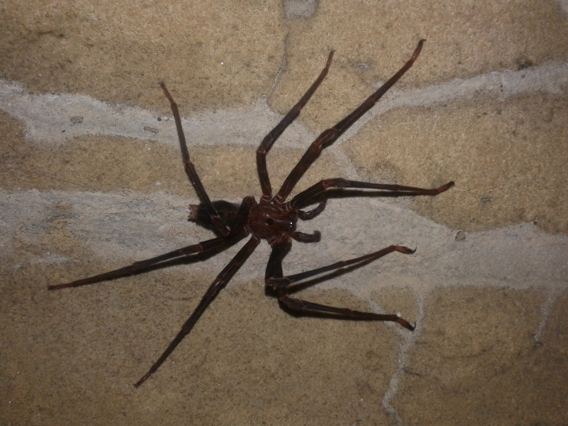 Imagem de referência relacionada a Gradungulidae, item descrito como registro de referência sobre Gradungulidae, organizado a partir de dados estruturados abertos