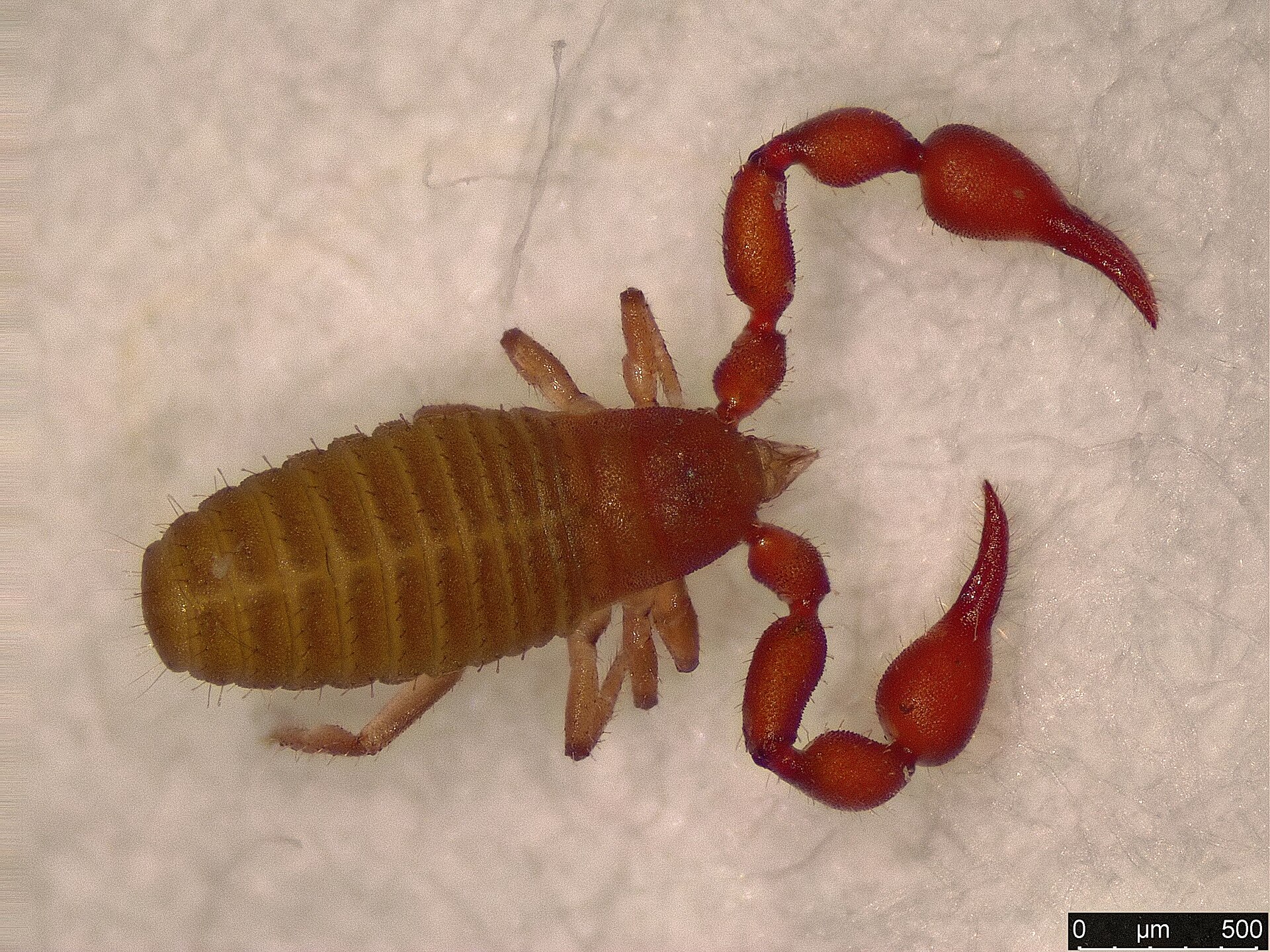 Imagem de referência de Pselaphochernes scorpioides, descrito nos dados abertos como espécie de aracnídeo