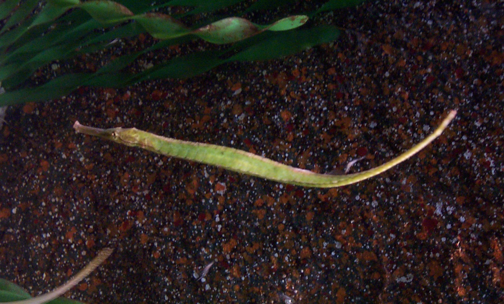 Imagem de referência relacionada a Syngnathoides biaculeatus, item descrito como registro de referência sobre Syngnathoides biaculeatus, organizado a partir de dados estruturados abertos