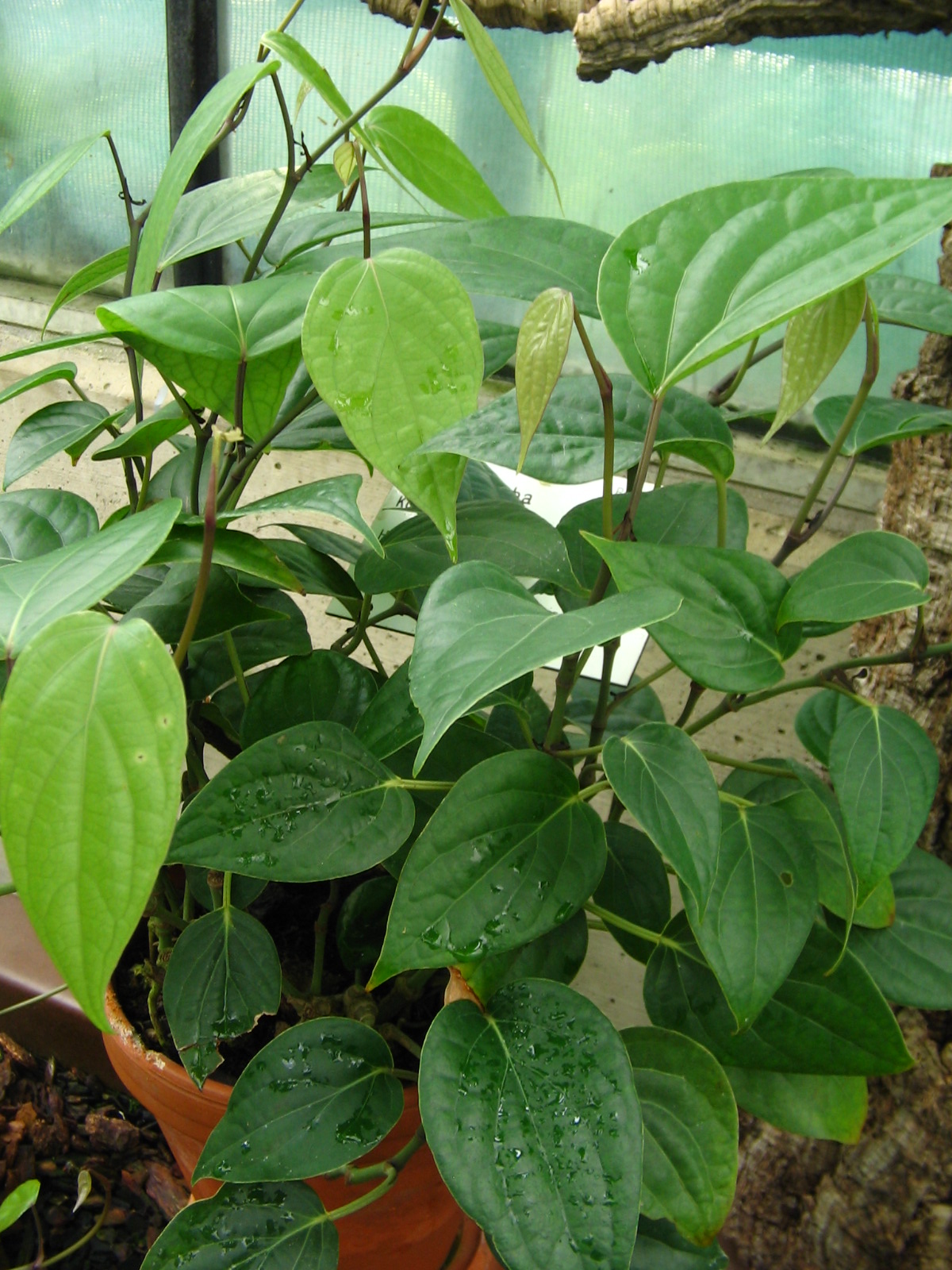 Imagem de referência de Cubeba, descrito nos dados abertos como espécie de planta